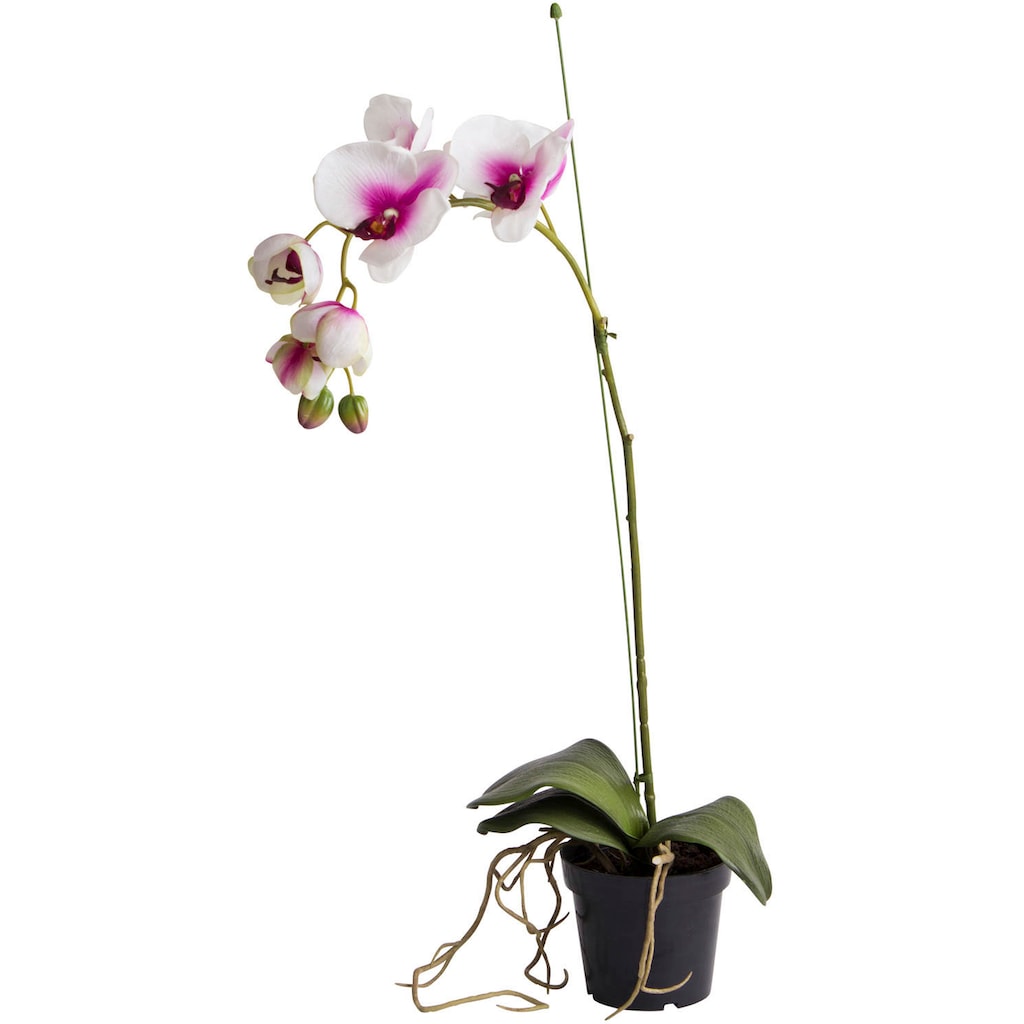 Botanic-Haus Kunstorchidee »Orchidee«