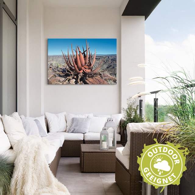 Artland Wandbild »Aloe gariepensis, Sukkulente«, Pflanzenbilder, (1 St.),  als Alubild, Leinwandbild, Wandaufkleber oder Poster in versch. Grössen  online kaufen | Jelmoli-Versand