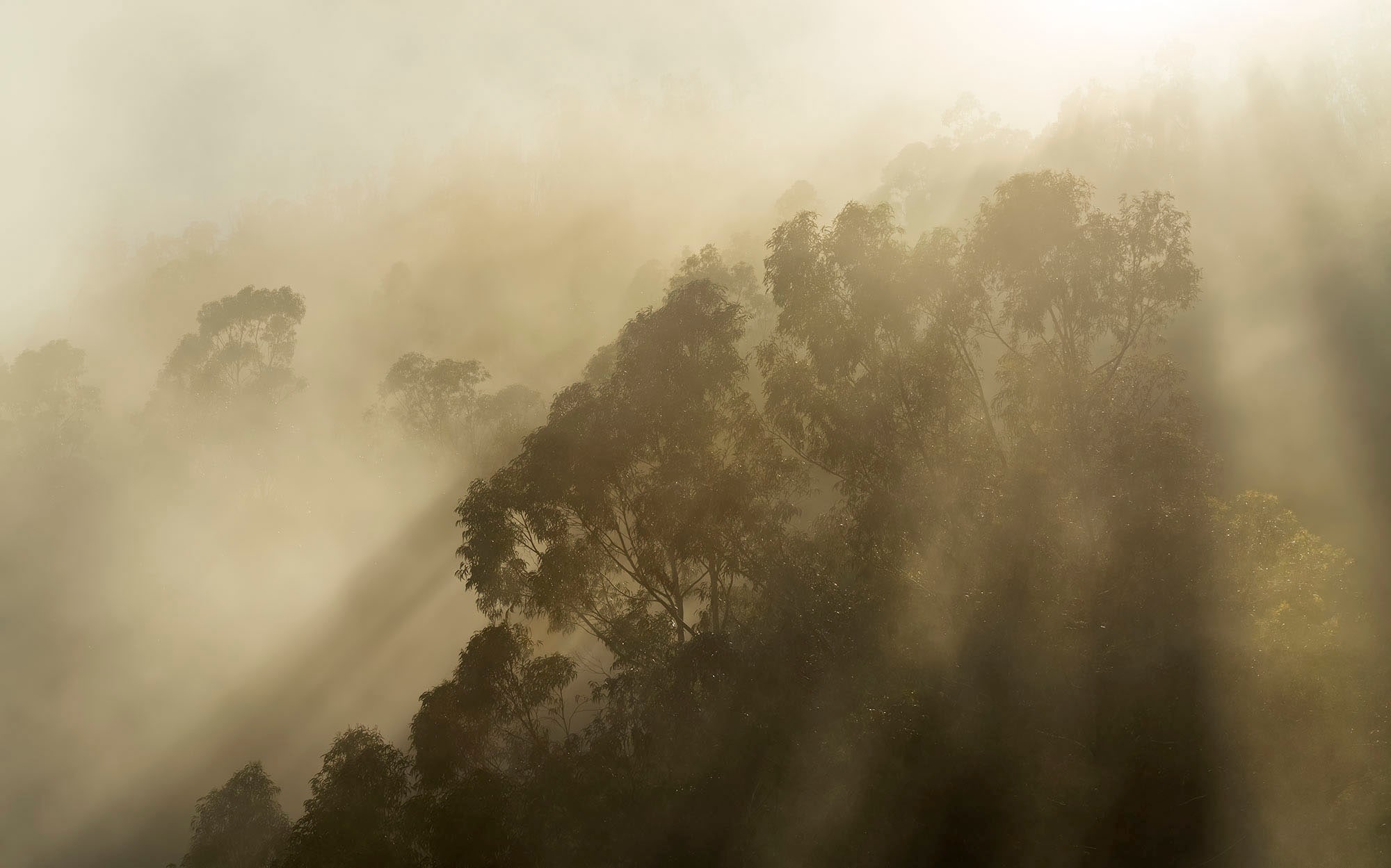 Komar Fototapete »Digitaldruck Vlies - Foggy Sunshine - Grösse 400 x 250 cm«, bedruckt, Wohnzimmer, Schlafzimmer