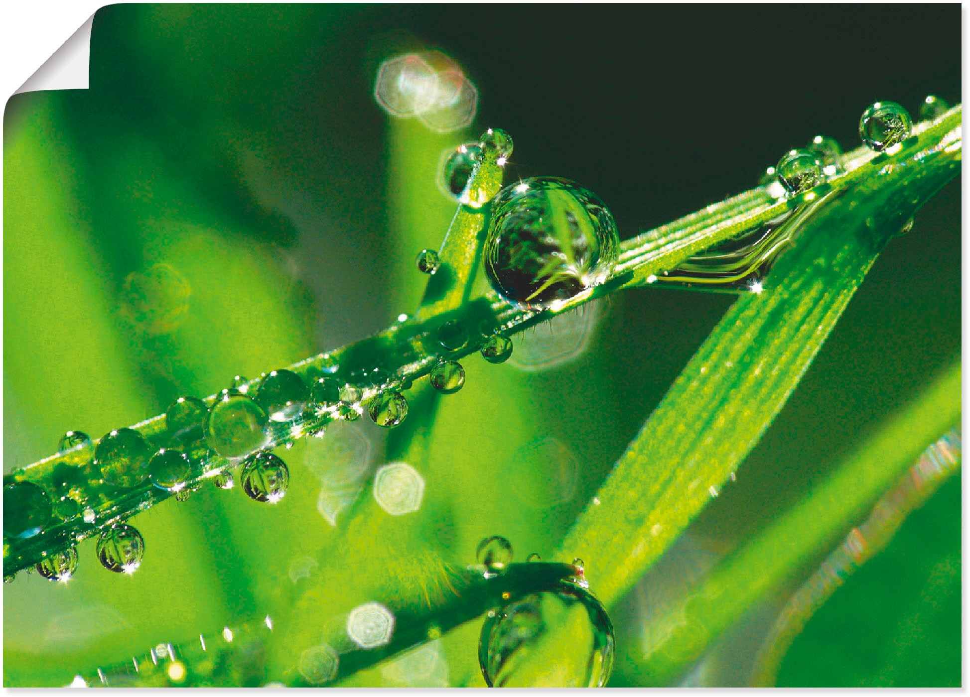 Artland Wandbild »Wassertropfen auf Gras«, Gräser, (1 St.), als Leinwandbild,  Wandaufkleber oder Poster in versch. Grössen online kaufen | Jelmoli-Versand