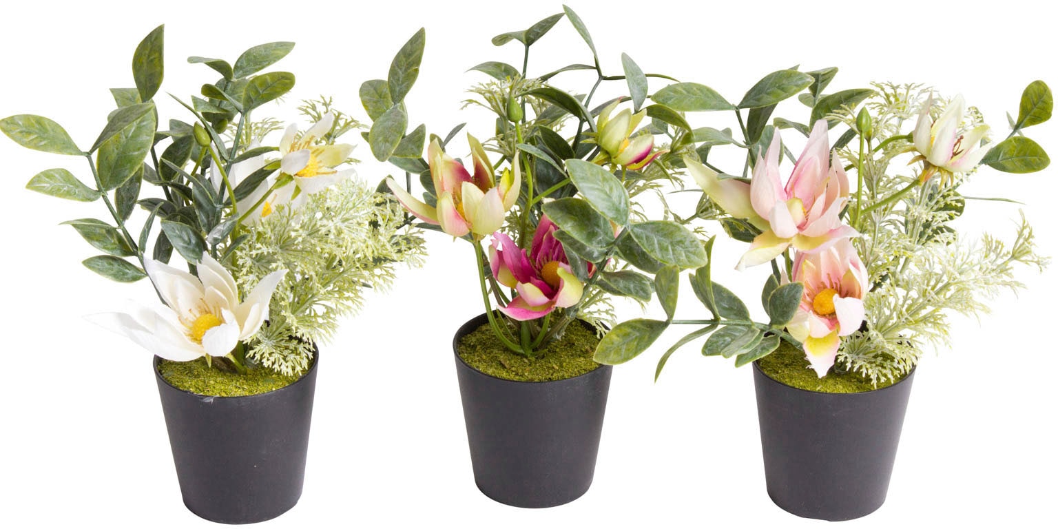 Botanic-Haus Künstliche Zimmerpflanze »Christrosen-Arrangement Kunststofftopf« im schwarzen acheter