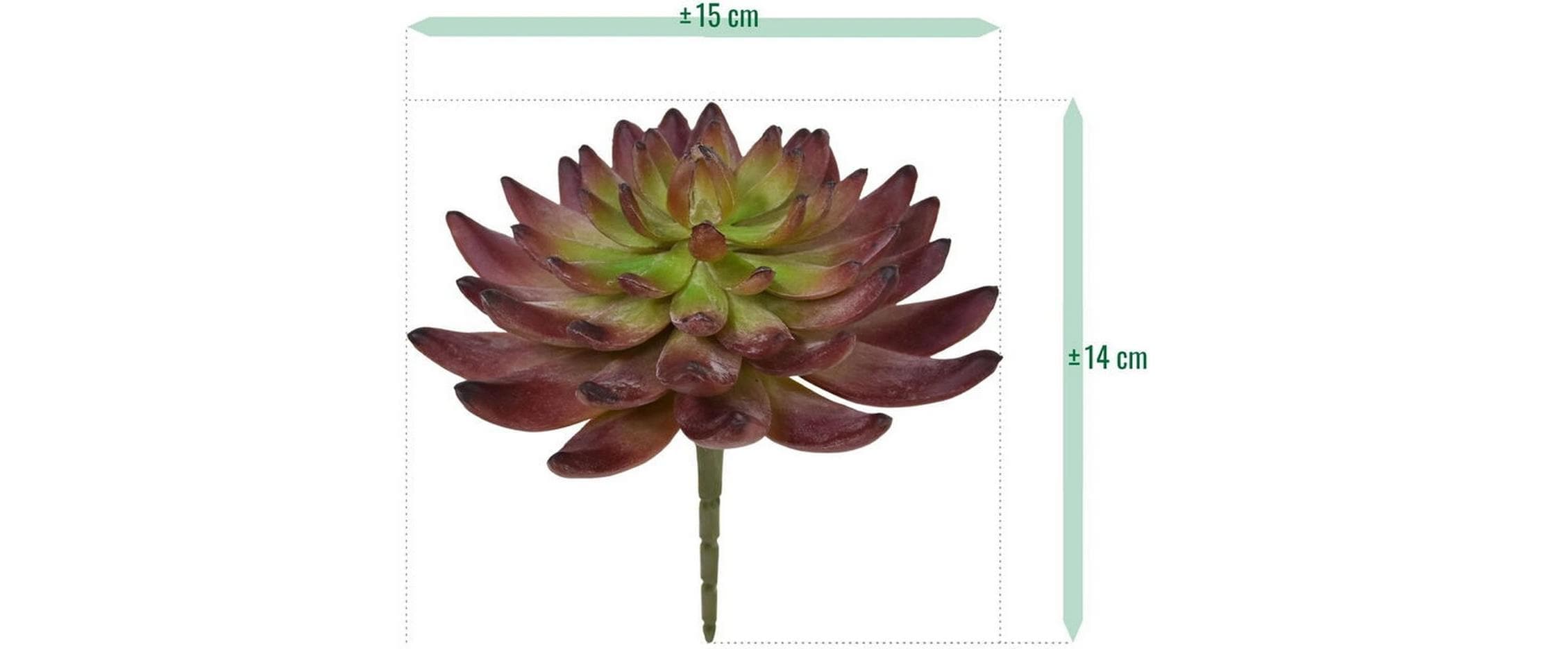 Botanic-Haus Kunstblume »Echeveria Kaktus 14 cm«