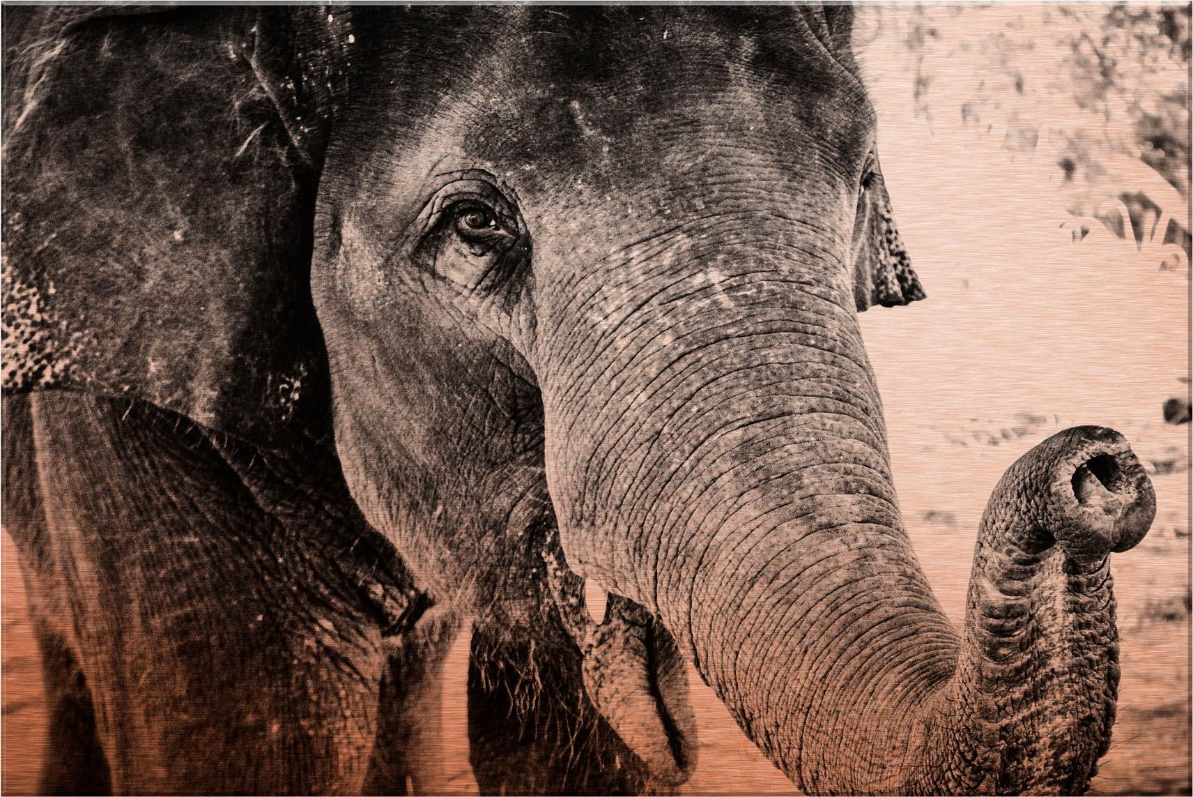 Wall-Art Alu-Dibond-Druck »Indian Elephant«, 60/40 cm online shoppen |  Jelmoli-Versand