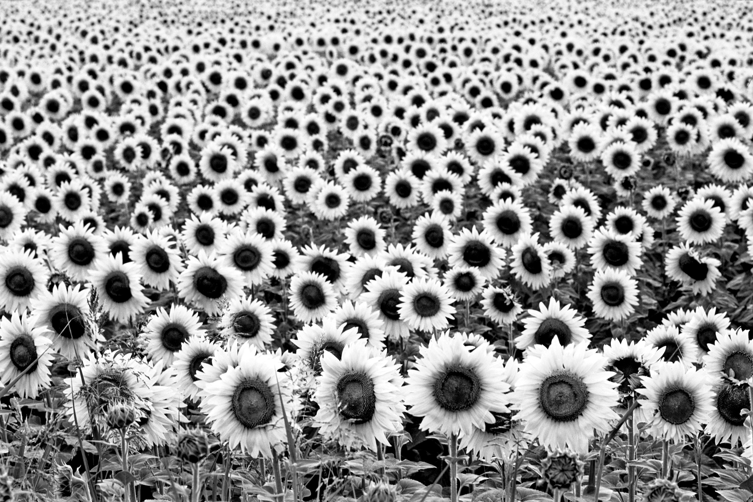 Papermoon Fototapete "Sonnenblumen Schwarz & Weiß"