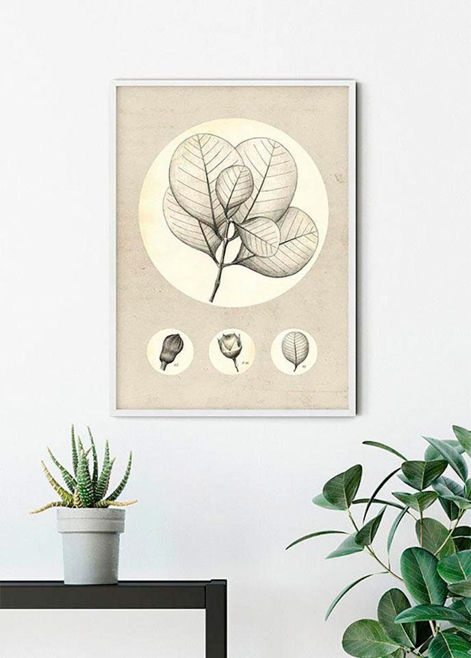 ❤ Komar Poster »Transparent Leaf«, Pflanzen-Blätter, (Packung, 1 St.),  Kinderzimmer, Schlafzimmer, Wohnzimmer kaufen im Jelmoli-Online Shop