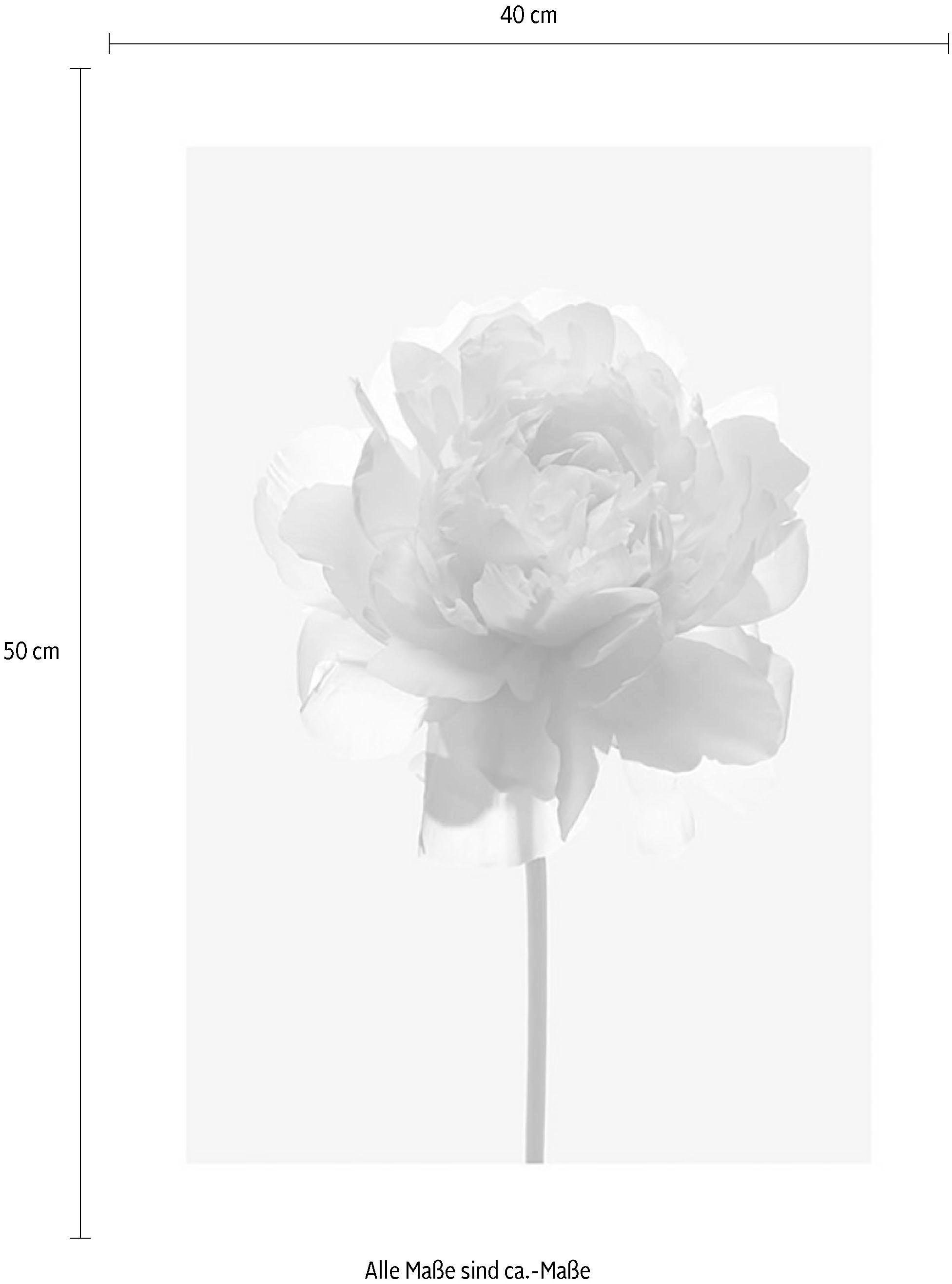 ❤ Komar Poster »Rose«, Blumen, (1 St.), Kinderzimmer, Schlafzimmer,  Wohnzimmer ordern im Jelmoli-Online Shop