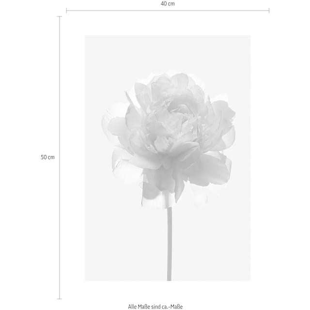 ❤ Komar Poster »Rose«, Blumen, (1 St.), Kinderzimmer, Schlafzimmer,  Wohnzimmer ordern im Jelmoli-Online Shop