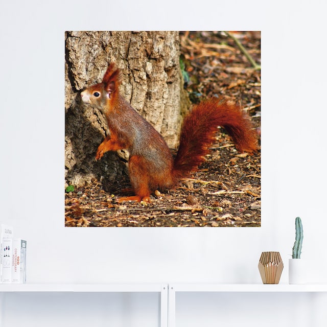 Artland Wandbild »Rotes Eichhörnchen will hoch hinaus«, Wildtiere, (1 St.),  als Alubild, Leinwandbild, Wandaufkleber oder Poster in versch. Grössen  online shoppen | Jelmoli-Versand