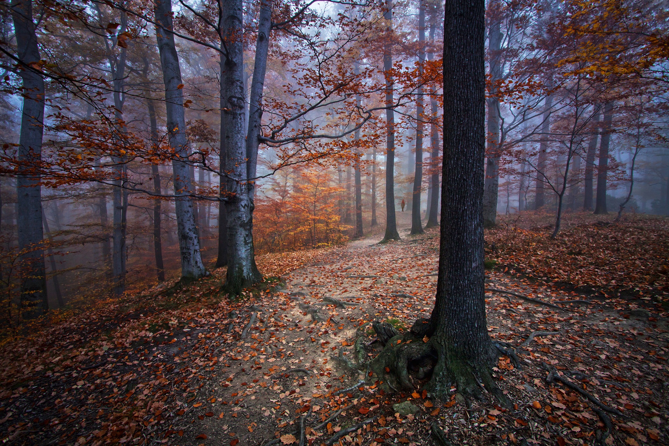 Fototapete »IZABELA LASZEWSKA-MITREGA/DAREK MITRÄ˜GA«