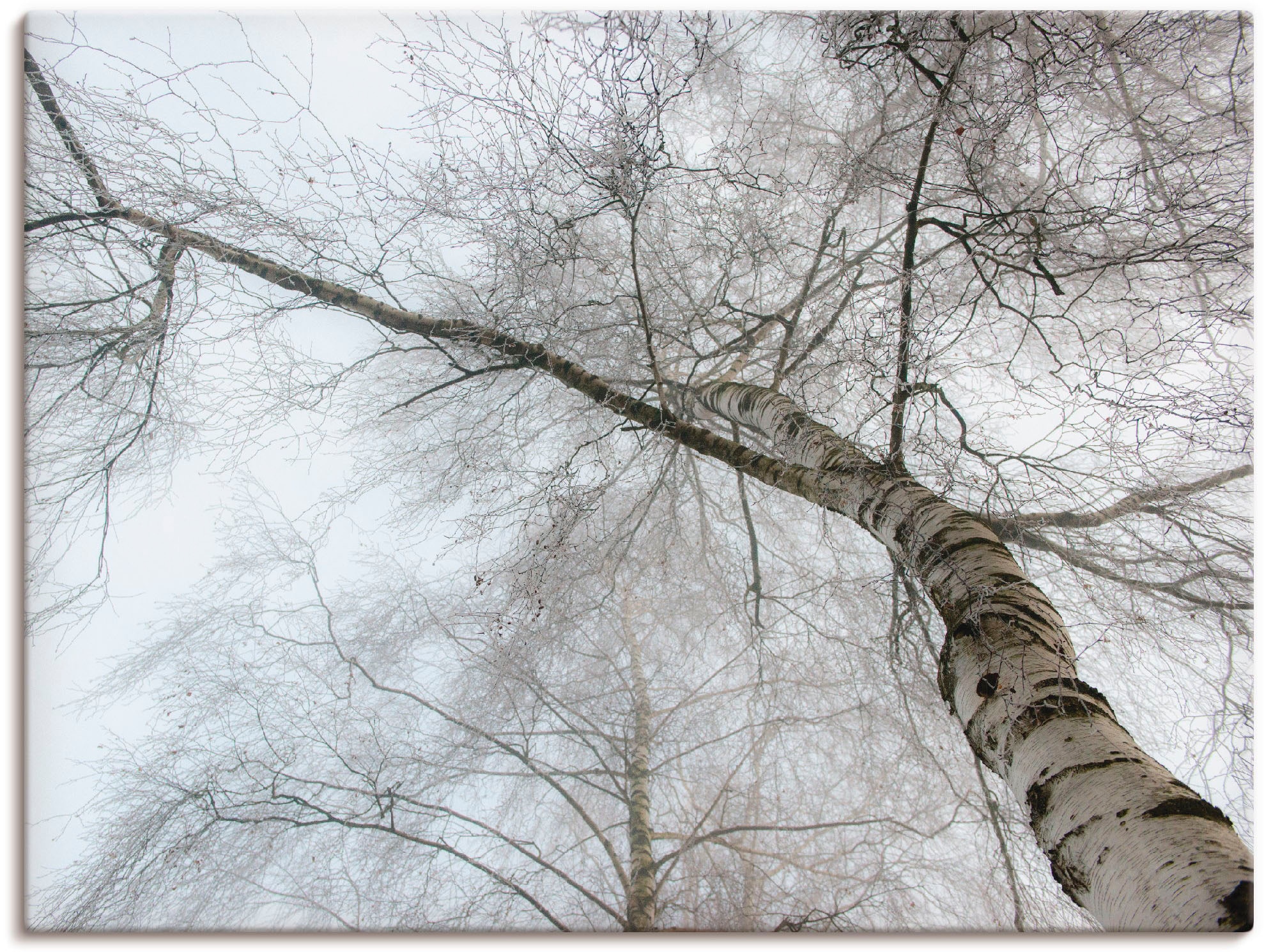 kaufen oder Bäume, St.), online Birke«, Grössen (1 »Winter Poster als Wandbild Wandaufkleber versch. Jelmoli-Versand | in Leinwandbild, Artland