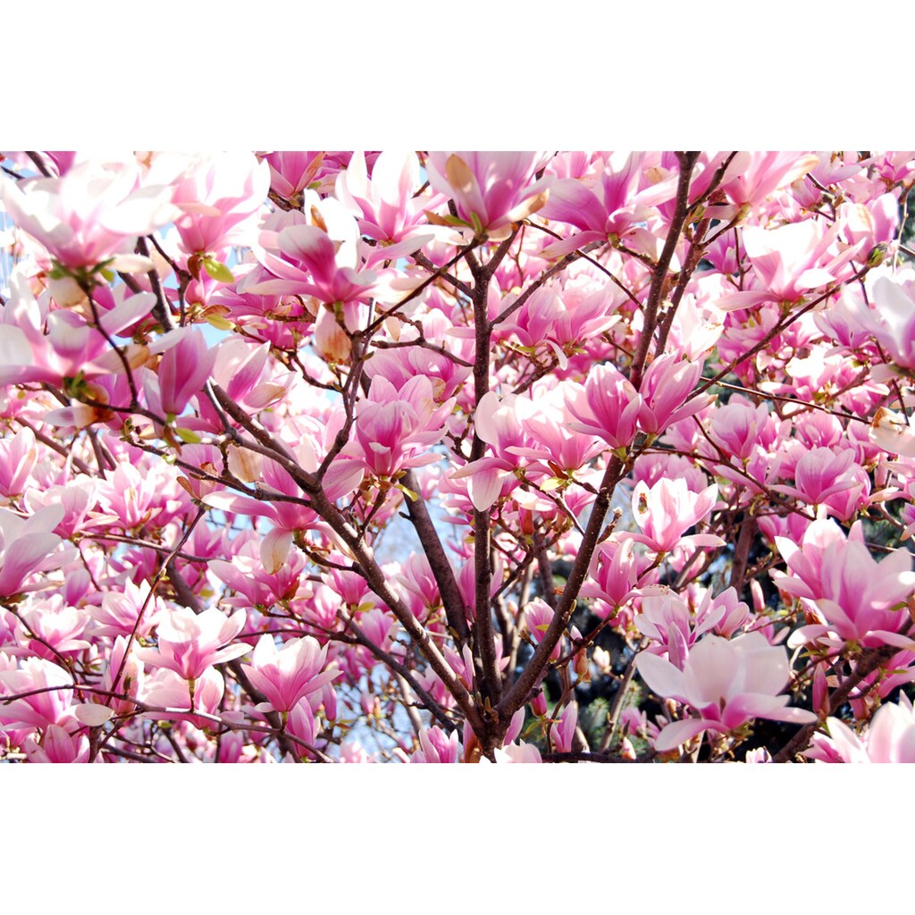 Papermoon Fototapete »Kirschblüten«