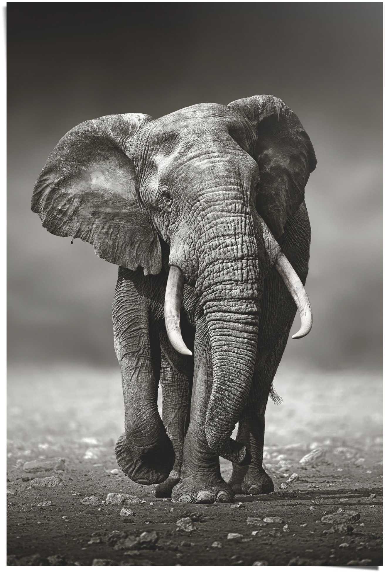 ❤ Reinders! Jelmoli-Online Wanderung«, im Elefanten, »Poster Elefant Poster St.) (1 ordern Shop
