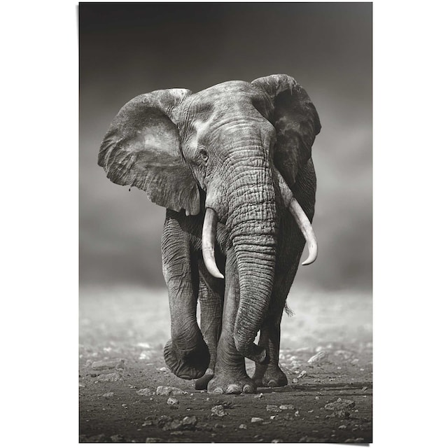 ❤ Reinders! Poster »Poster Elefant Wanderung«, Elefanten, (1 St.) ordern im  Jelmoli-Online Shop