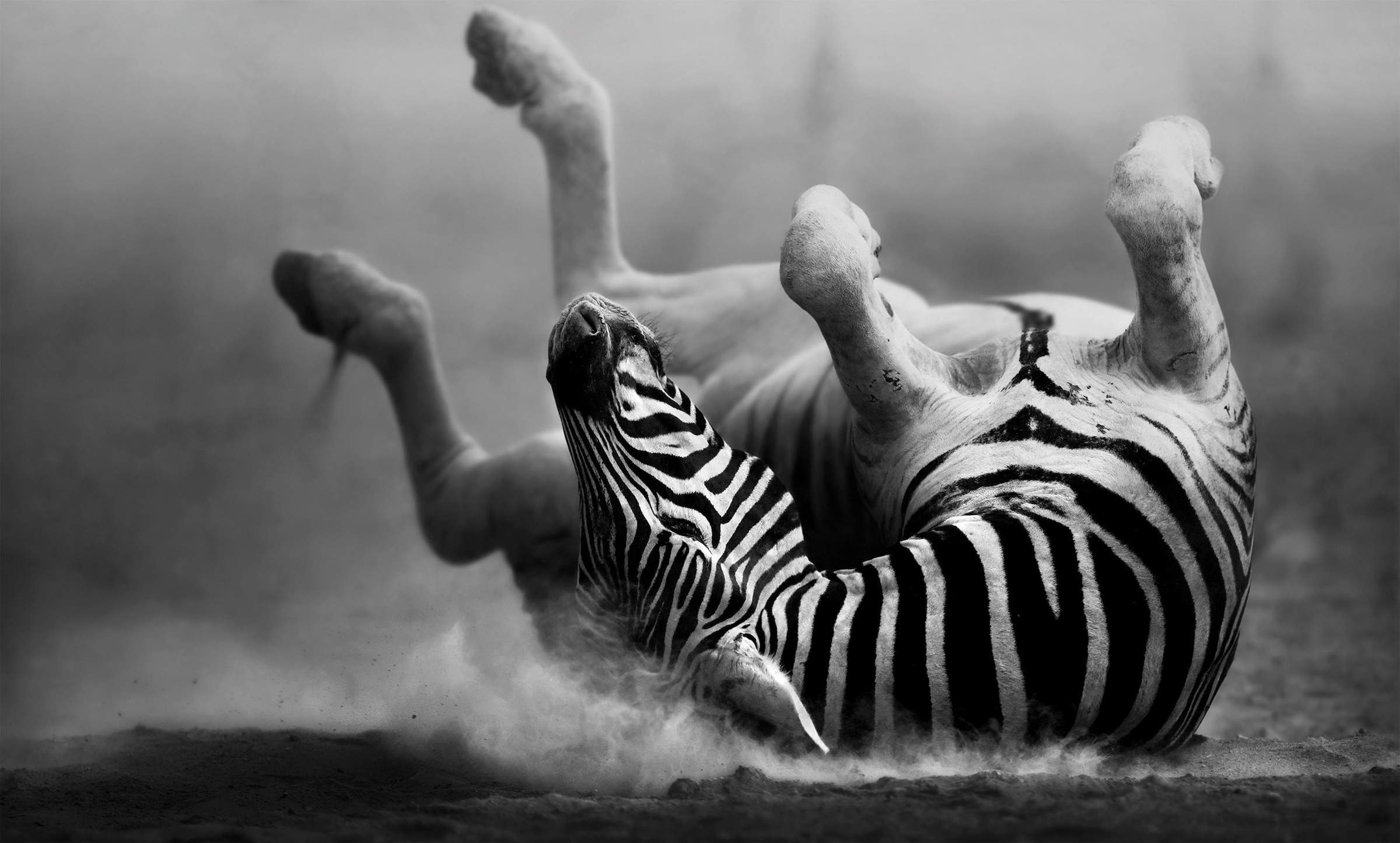 Bönninghoff Leinwandbild »Zebra«, (1 St.) kaufen online | Jelmoli-Versand