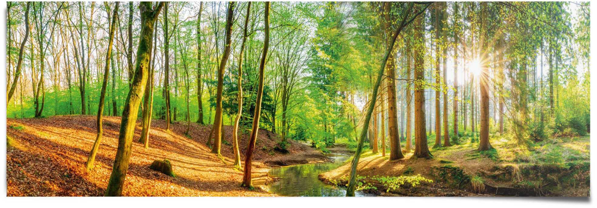 Reinders! Poster »Sonniger Wald«
