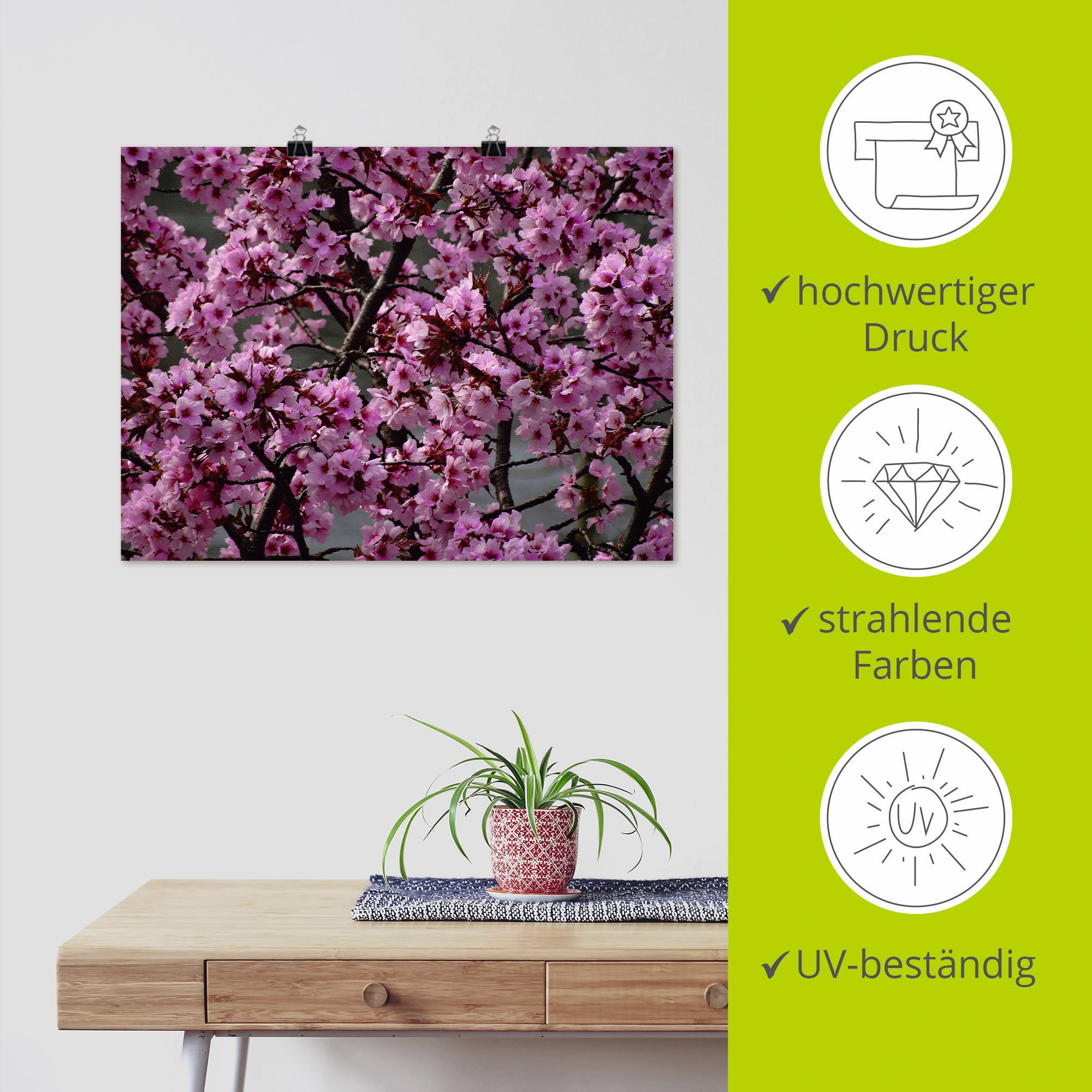 Artland Wandbild »Japanische Zierkirschen Blüte«, Bäume, (1 St.), als Leinwandbild, Poster in verschied. Grössen