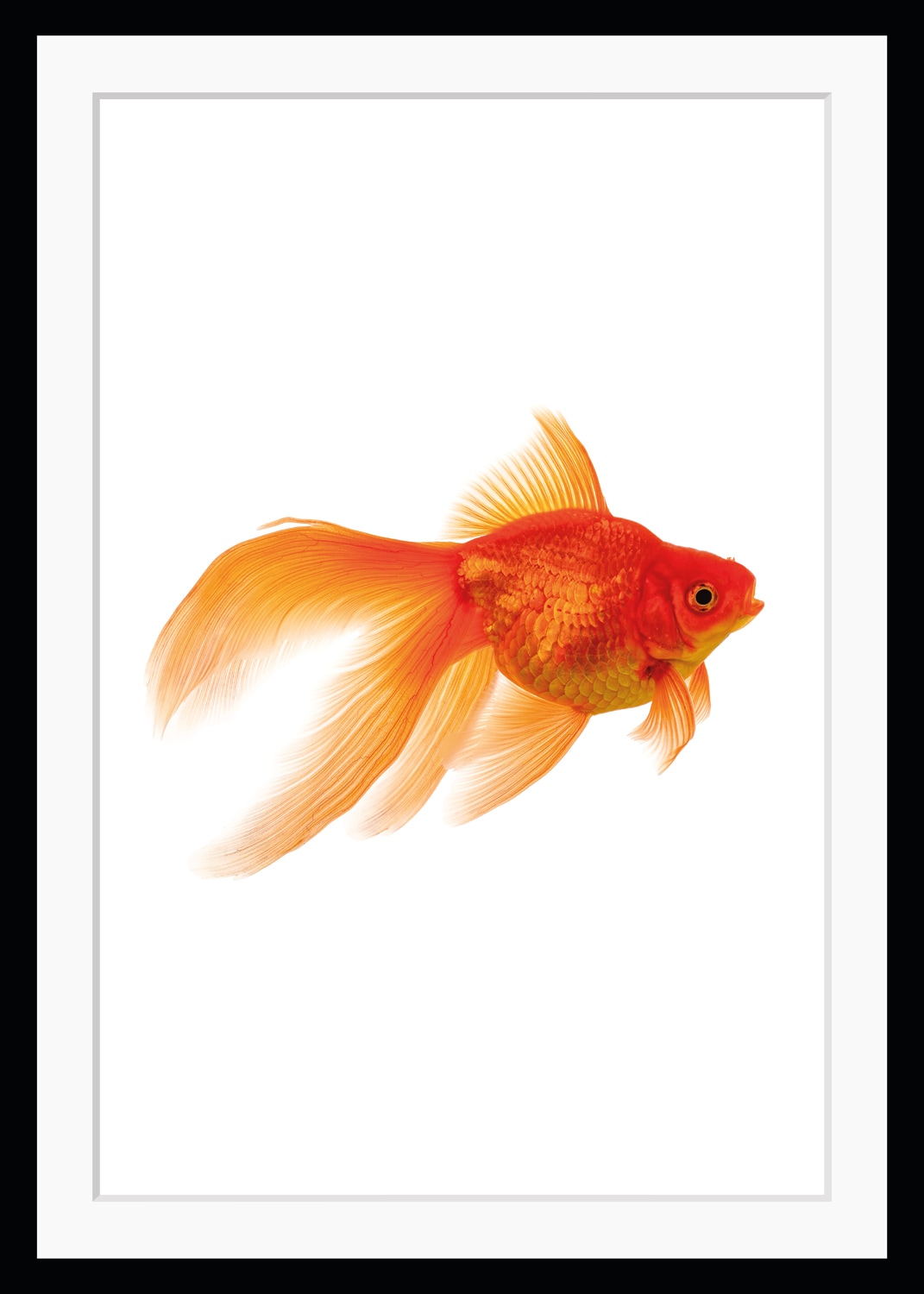 ❤ queence Bild »Goldi«, gerahmt, im & kaufen Shop Jelmoli-Online Meeresfrüchte, Goldfisch Fisch