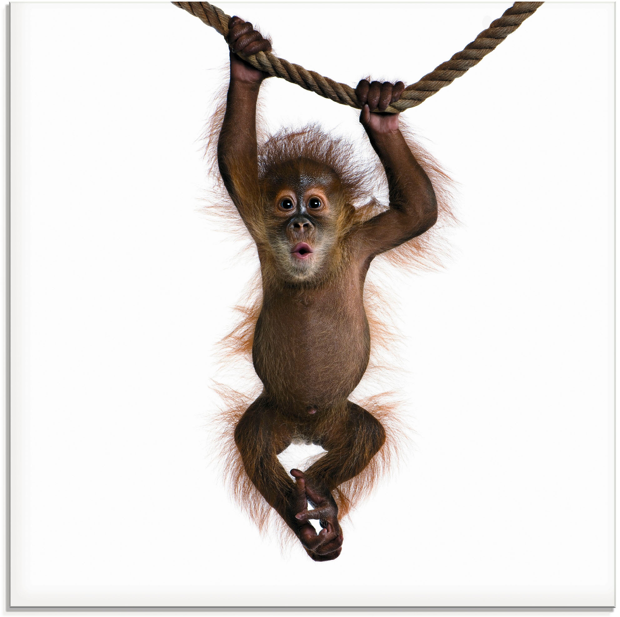 Artland Glasbild "Baby Orang Utan hängt an Seil II" Wildtiere 1 Stk. tlg. in verschiedenen Grössen
