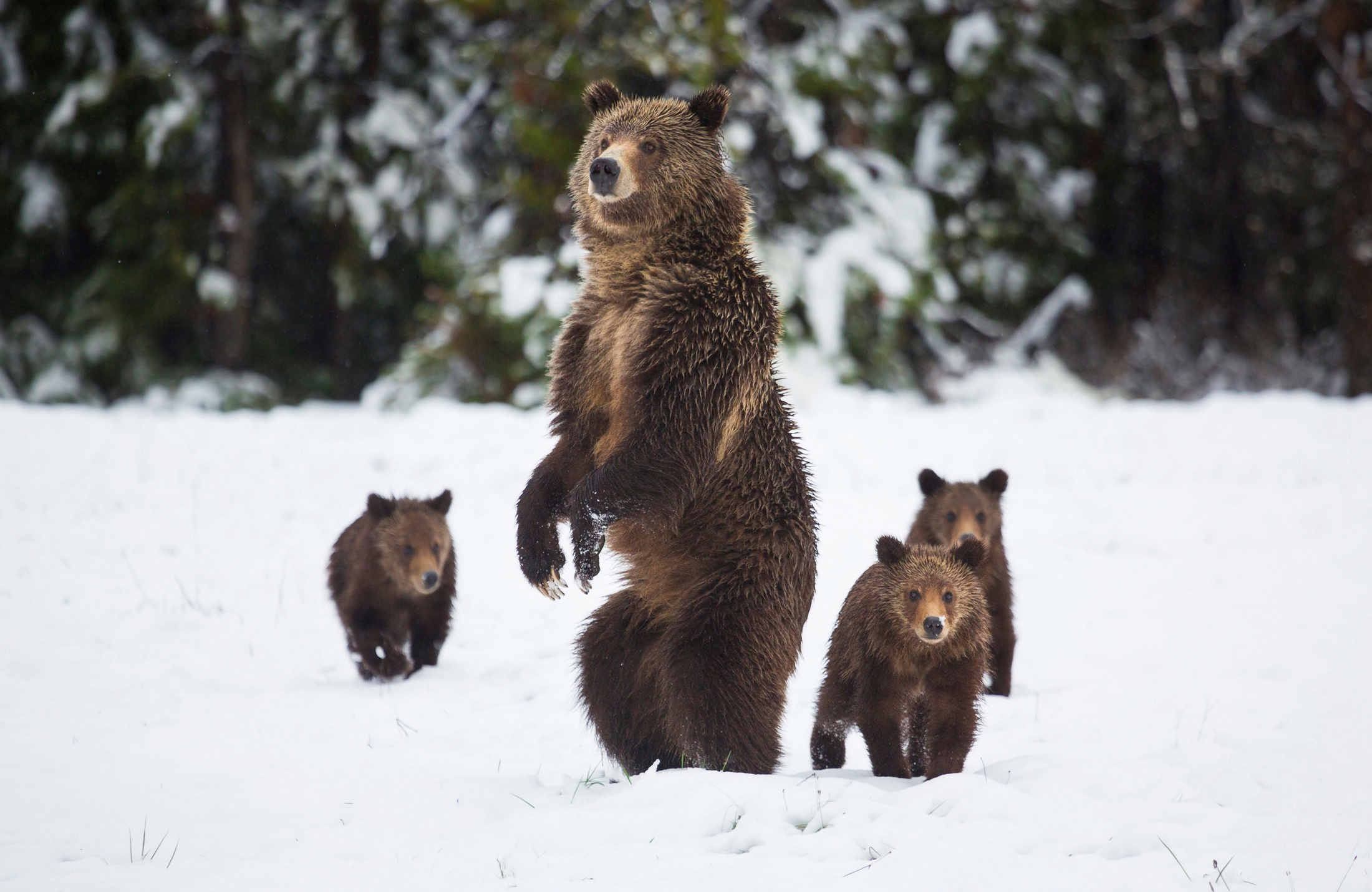 Papermoon Fototapete »GRIZZLEY BÄR-MIT JUNGEN WINTER NATUR WILDE TIERE WALD«