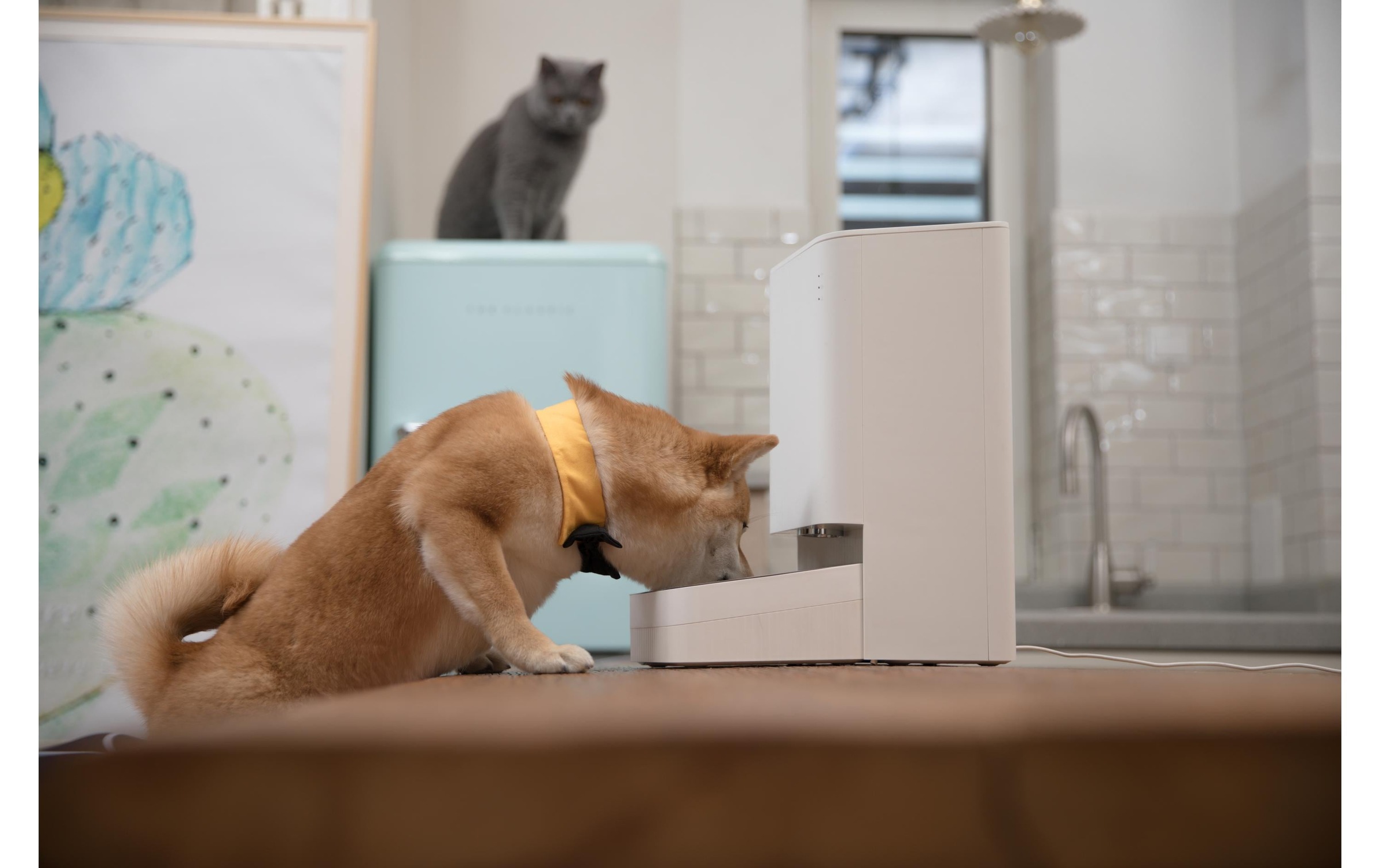 Xiaomi Futterautomat »Pet Food Feeder«