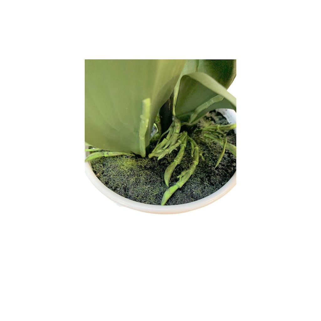 Botanic-Haus Kunstblume »Phalenopsis Topf 4 Rispen«