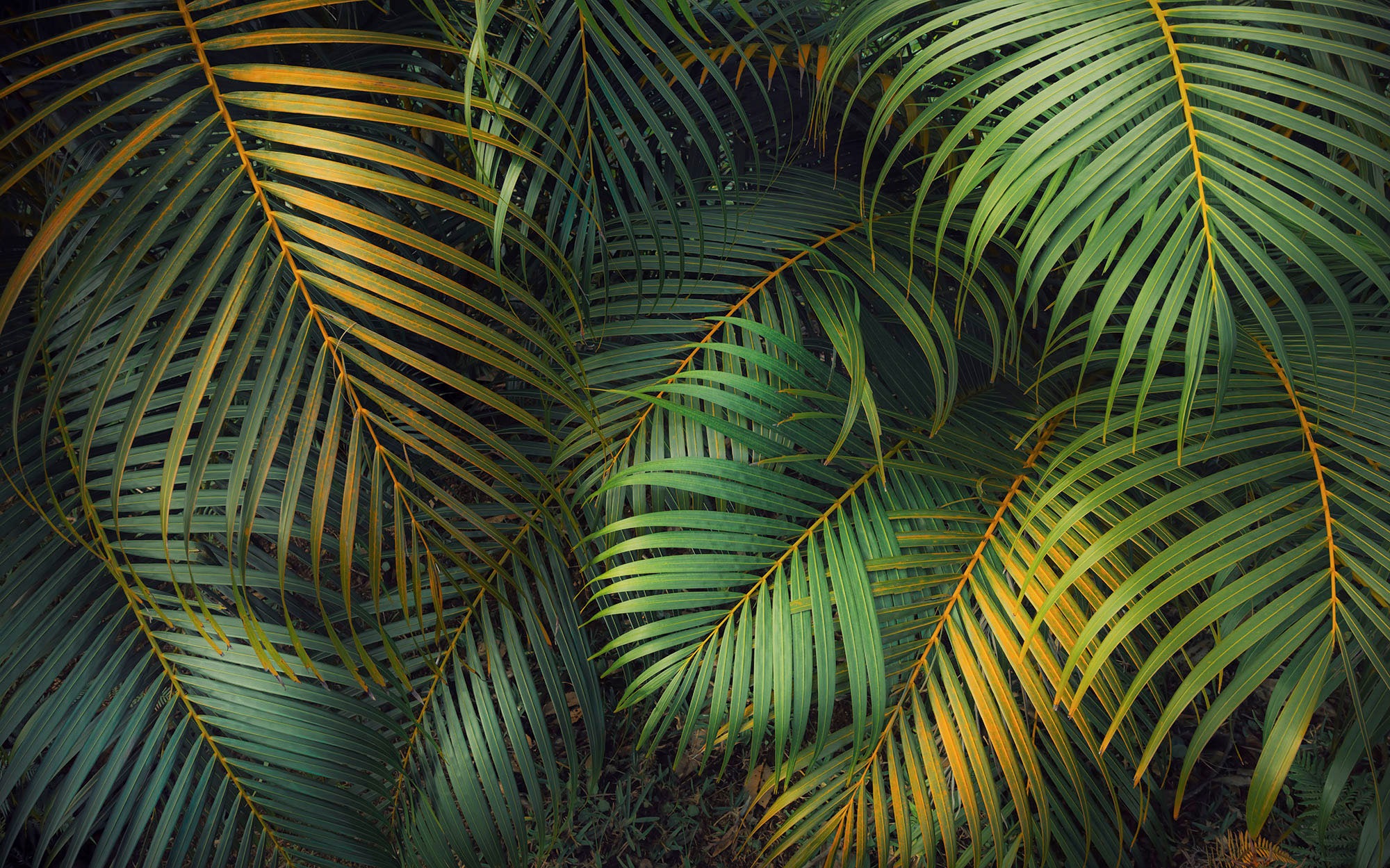 Komar Fototapete »Digitaldruck Vlies - Amazon Fern - Grösse 400 x 250 cm«, bedruckt, Wohnzimmer, Schlafzimmer