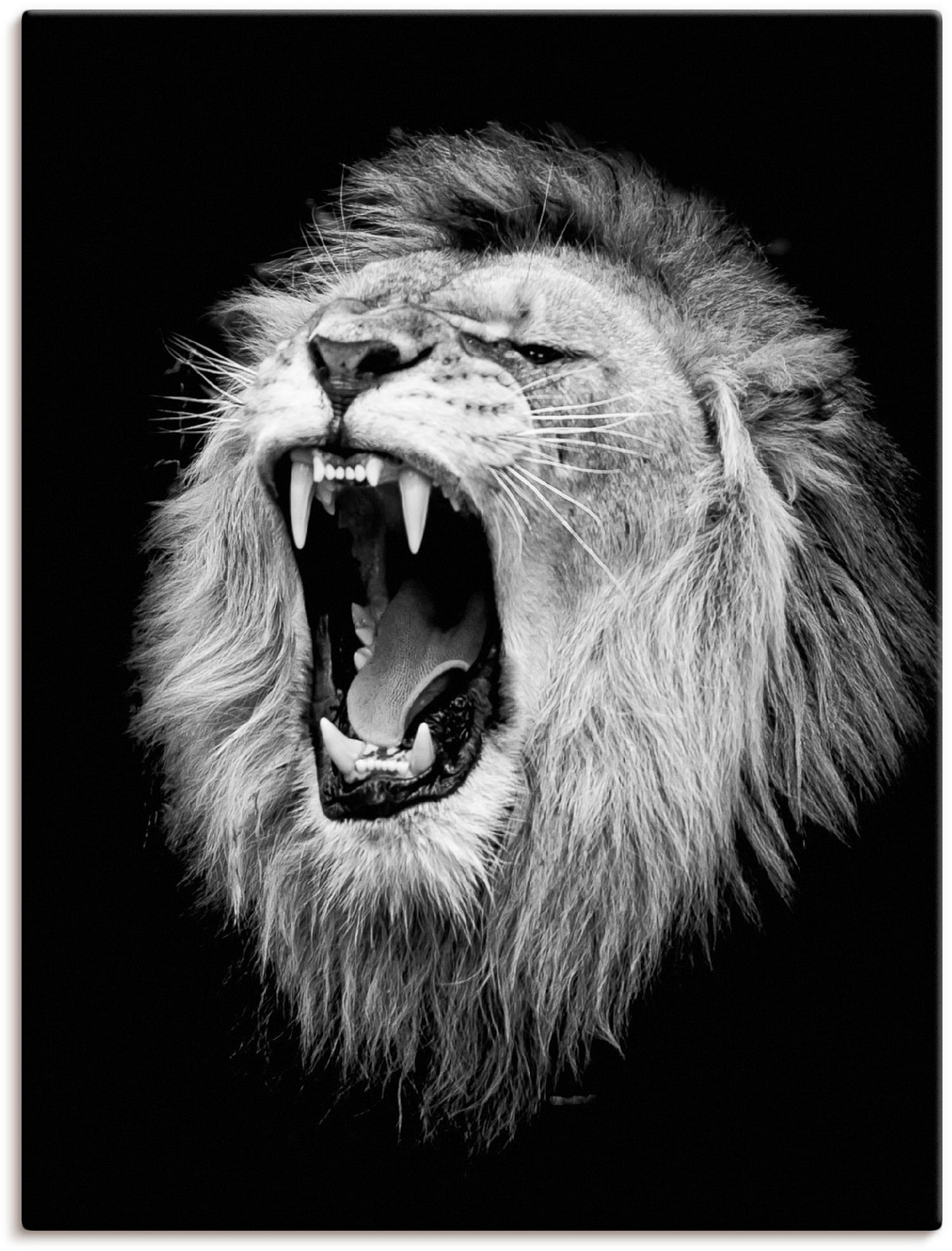 Artland Wandbild »Der Löwe«, Wildtiere, Leinwandbild, versch. in Jelmoli-Versand Wandaufkleber | oder Grössen St.), als Poster Alubild, (1 kaufen online