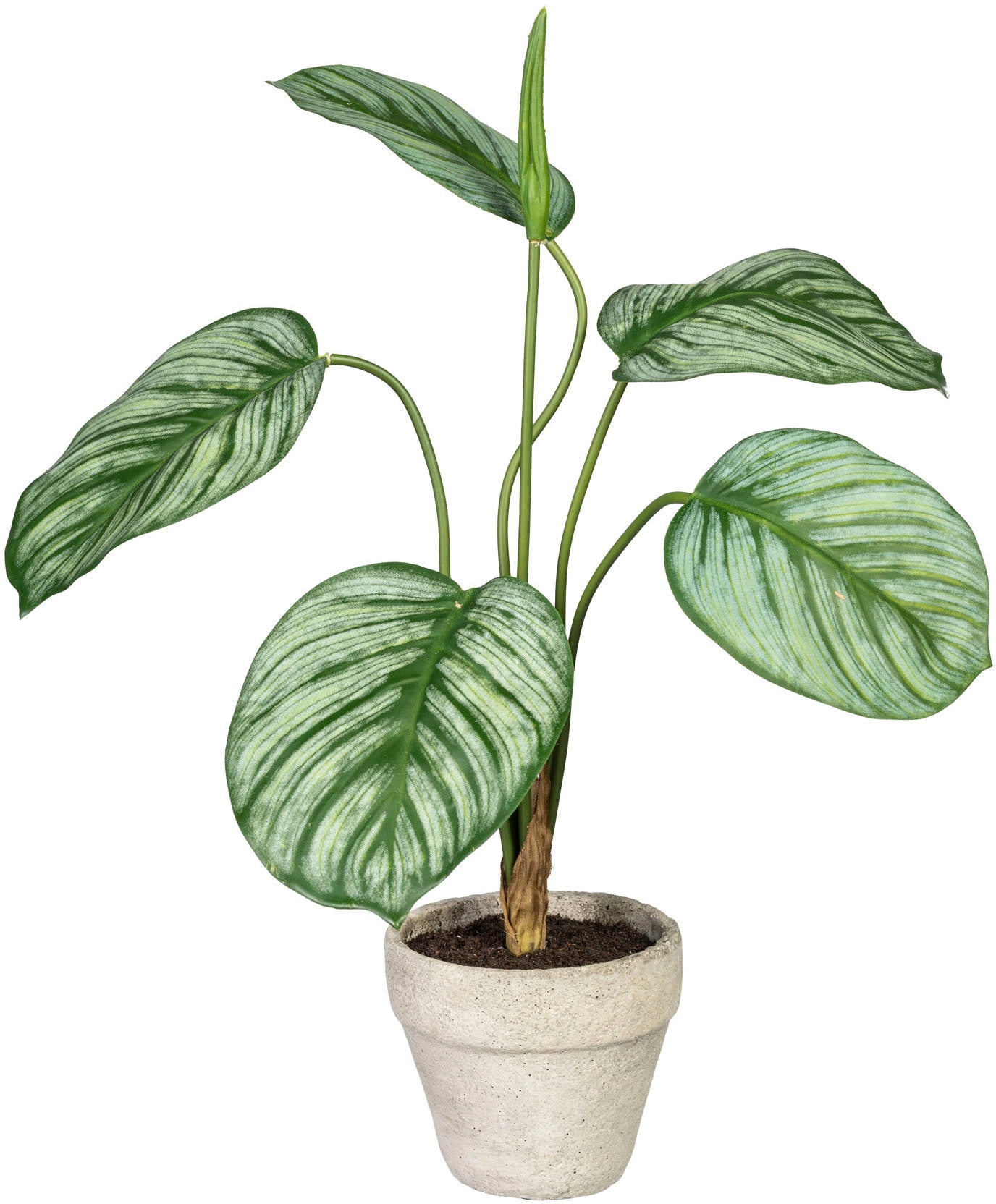 Set green Zimmerpflanze Zementtopf, online im Creativ Grünpflanzen«, bestellen Jelmoli-Versand | aus »Set 3er Künstliche