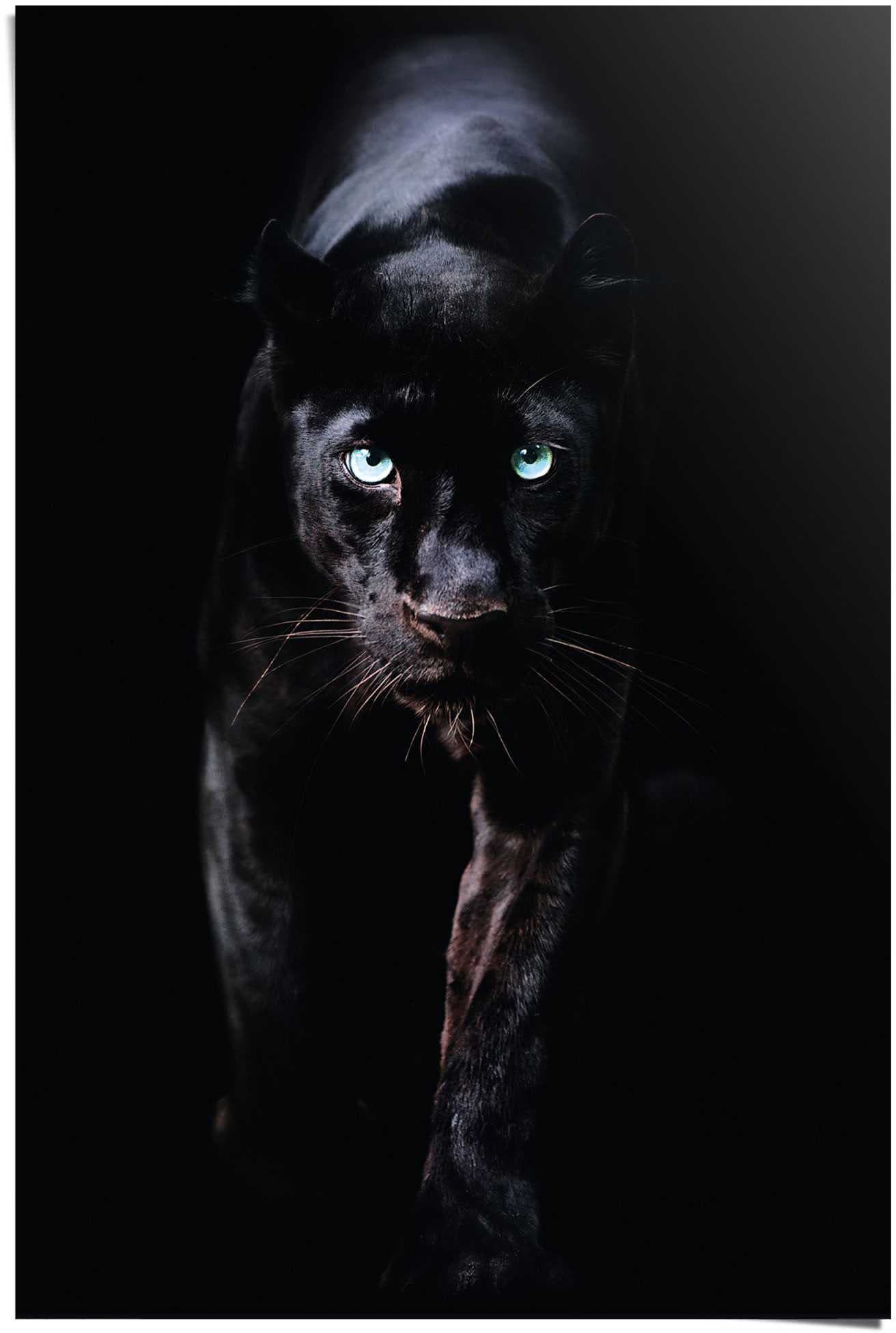»Poster (1 Poster Schwarzer Shop im St.) Tiere, Jelmoli-Online Reinders! entdecken ❤ Panther«,