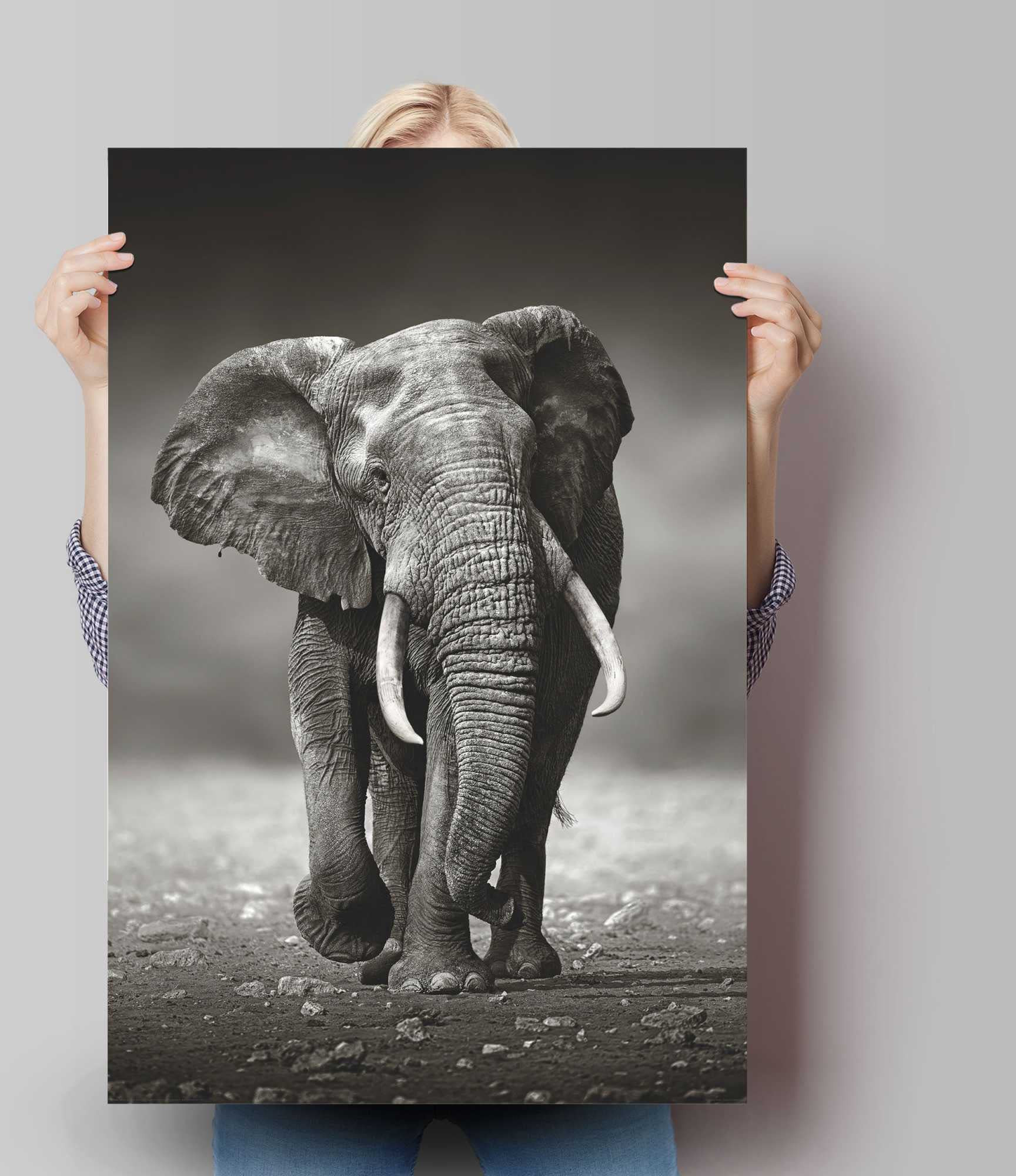 Wanderung«, Shop (1 ordern »Poster ❤ Poster St.) Elefanten, Jelmoli-Online im Reinders! Elefant