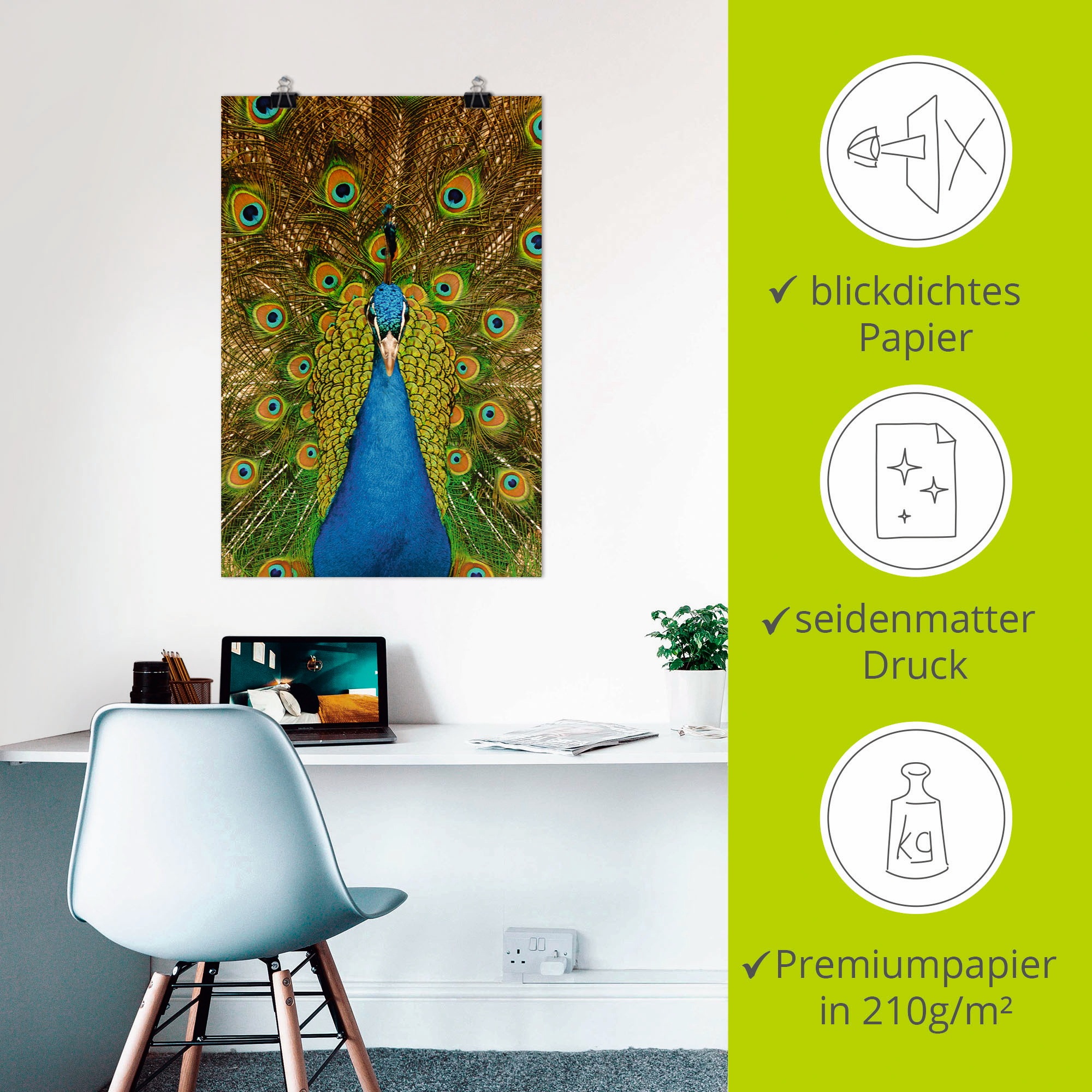 Artland Poster »Stolzer Pfau«, Vögel, (1 St.), als Alubild, Leinwandbild, Wandaufkleber oder Poster in versch. Grössen