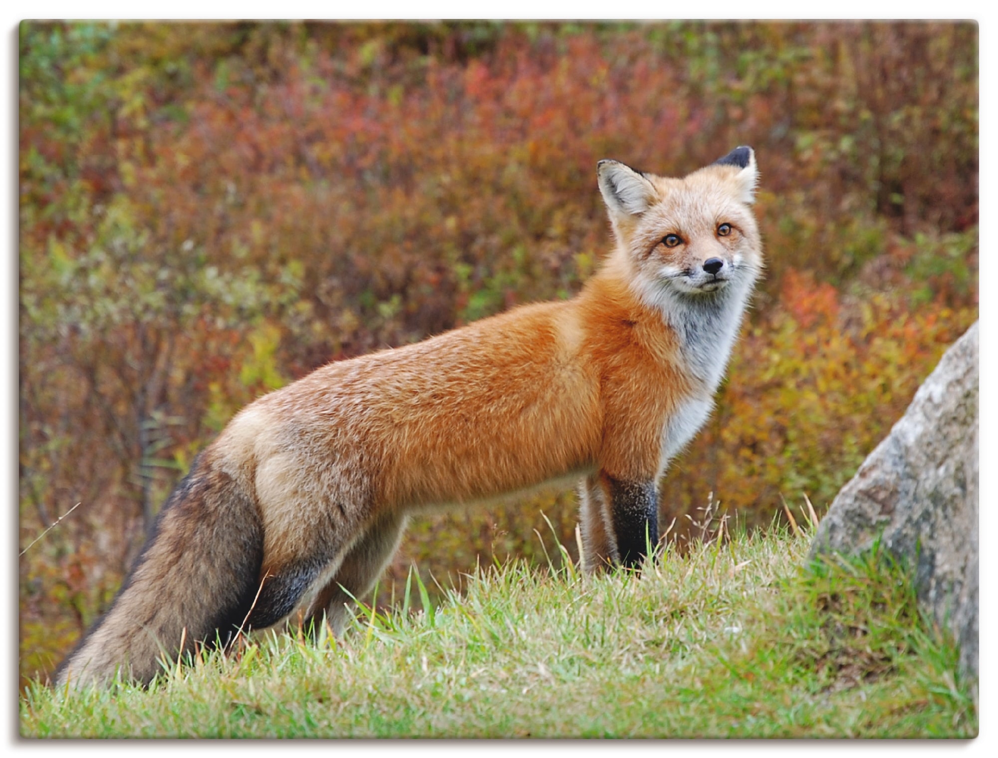 Artland Wandbild verschied. Poster kaufen »Fuchs Leinwandbild, als (1 in | Grössen Jelmoli-Versand I«, St.), online Wildtiere