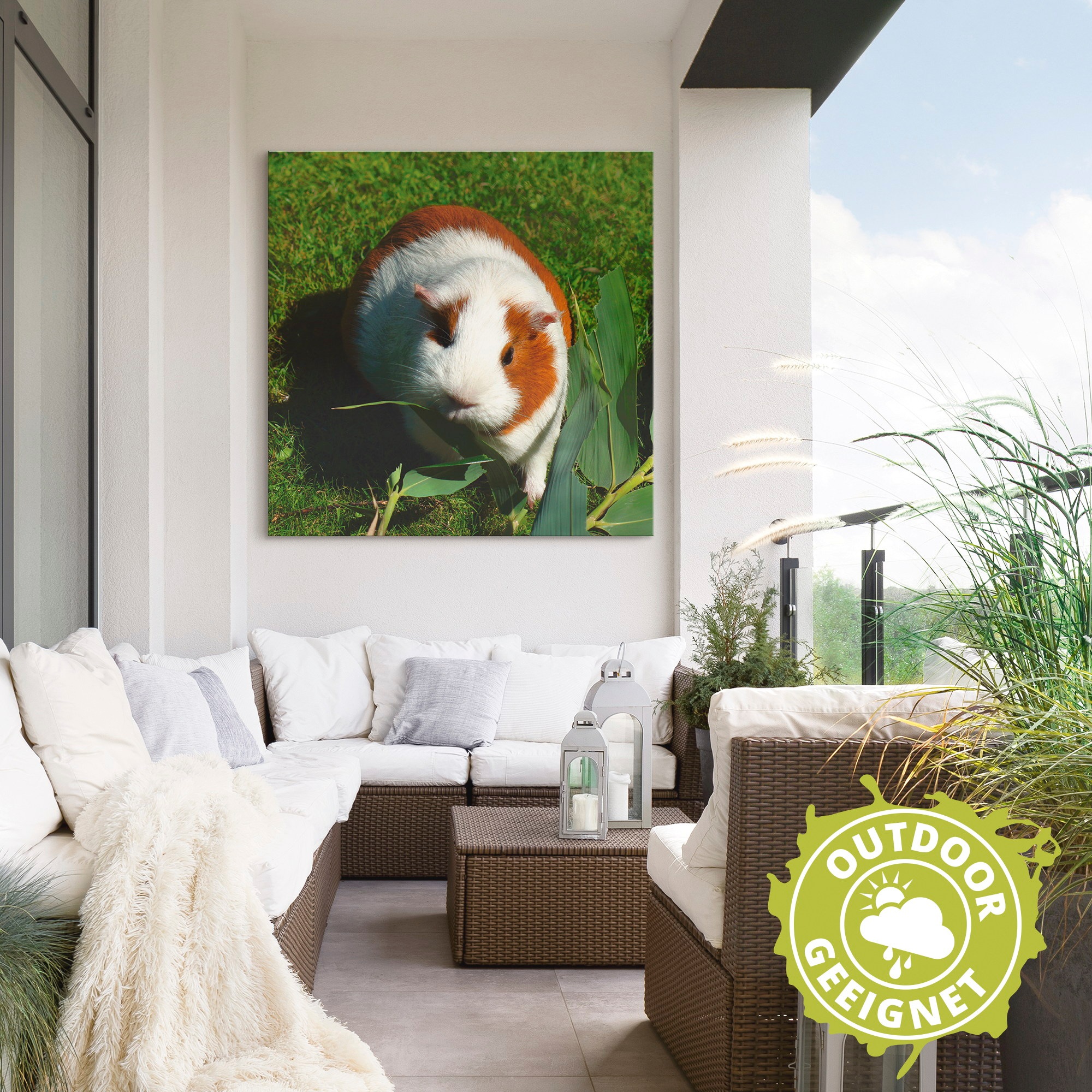 Artland Wandbild »Orange weisses Meerschweinchen«, Haustiere, (1 St.), als Alubild, Outdoorbild, Leinwandbild in verschied. Grössen