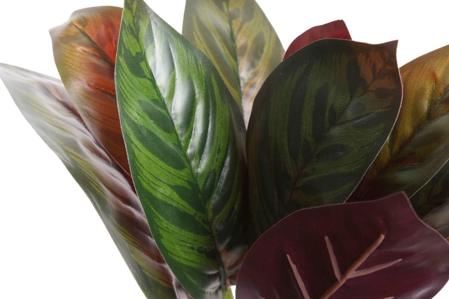 Botanic-Haus Künstliche Zimmerpflanze »Calathea« | Jelmoli-Versand online bestellen