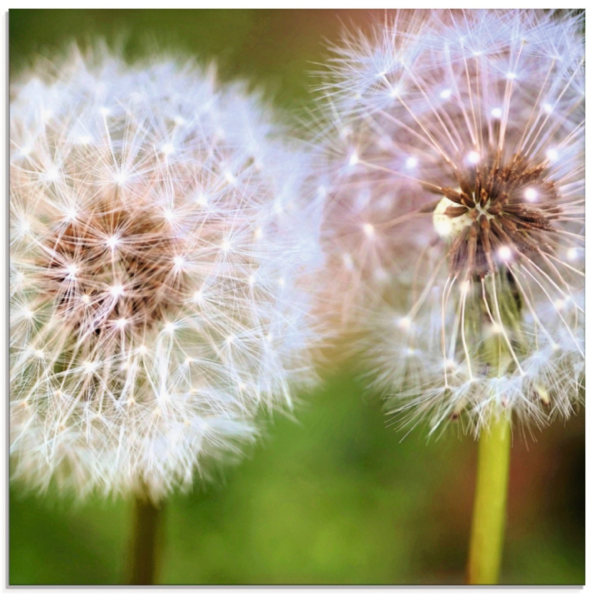 Artland Glasbild »Pusteblume Zweisamkeit«, Blumen, (1 St.), in verschiedenen  Grössen online bestellen | Jelmoli-Versand