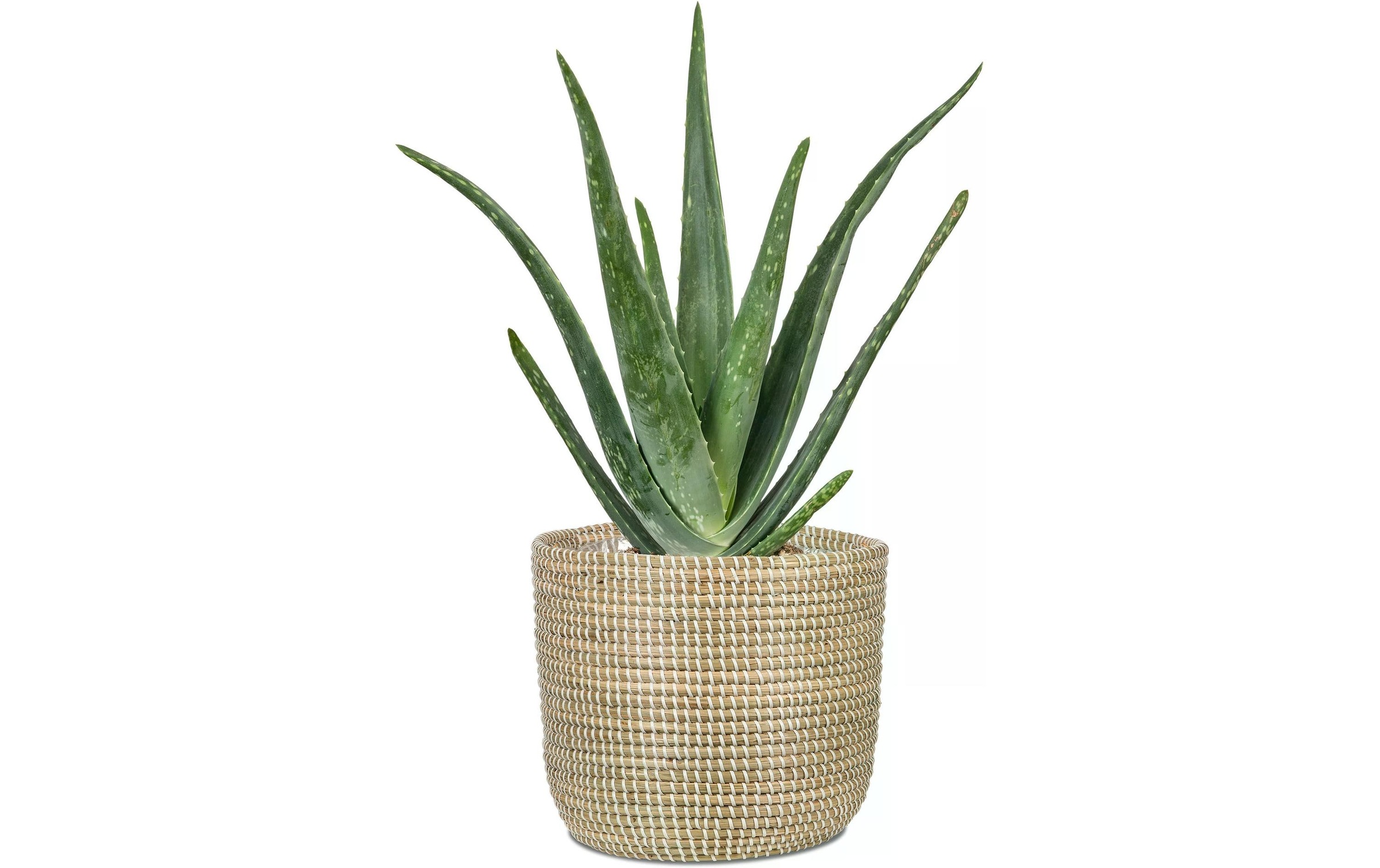 Scheurich Blumentopf »mit Folie«