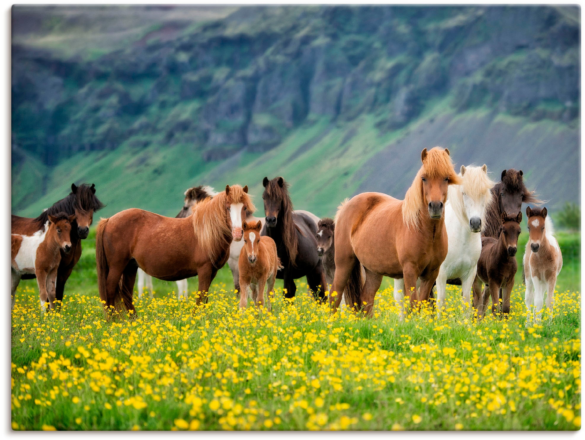 Artland Wandbild "Isländische Pferde VII" Haustiere 1 Stk. tlg. als Leinwandbild, Poster in verschied. Grössen