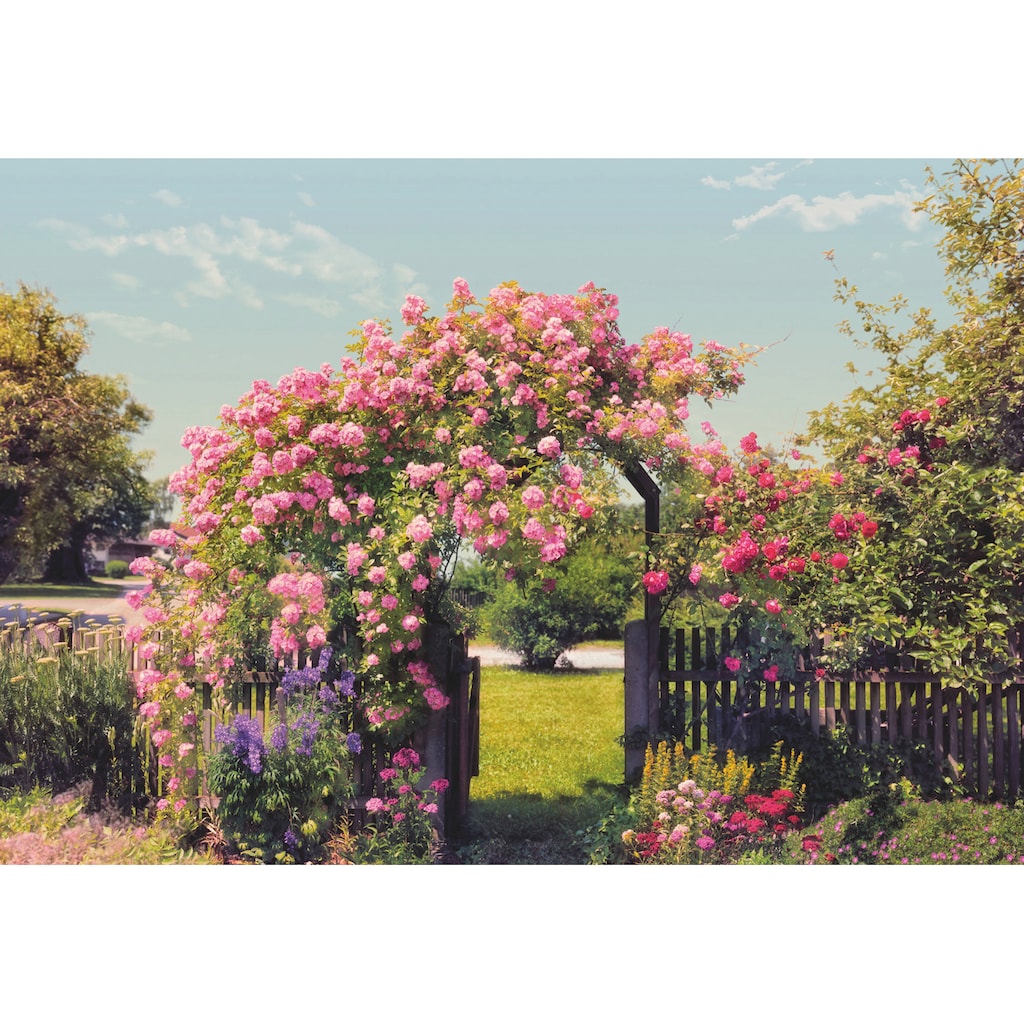 Komar Fototapete »Rose Garden«