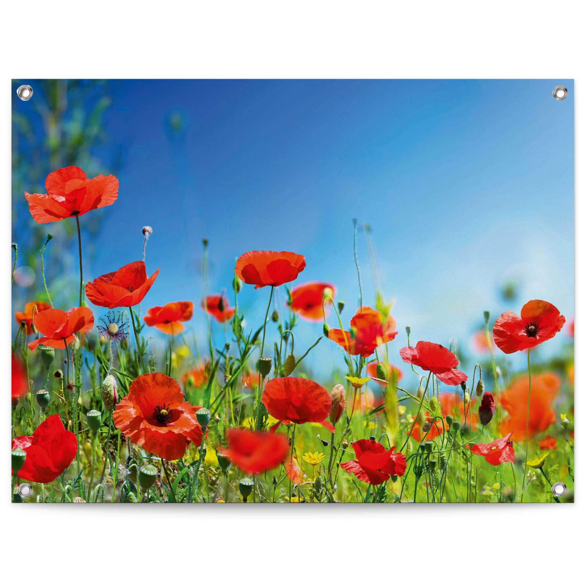 Reinders! Poster »Sommerblumen«, Outdoor für Jelmoli-Versand oder online bestellen Garten | Balkon