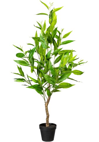 Creativ green Kunstbaum »Eukalypthus«, (1 St.) kaufen