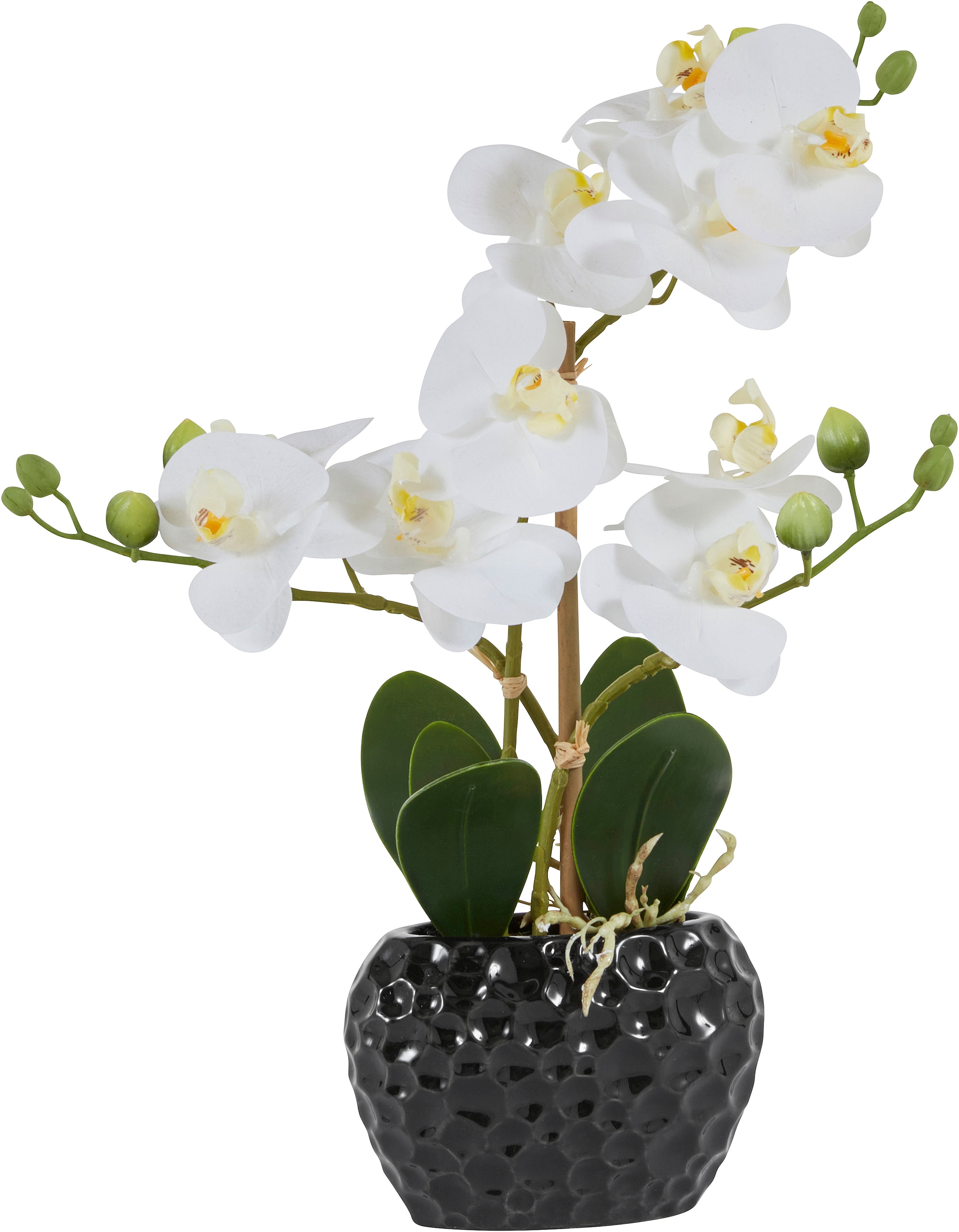 Leonique Kunstpflanze »Orchidee«, Kunstorchidee, im bestellen Jelmoli-Online im Topf Shop