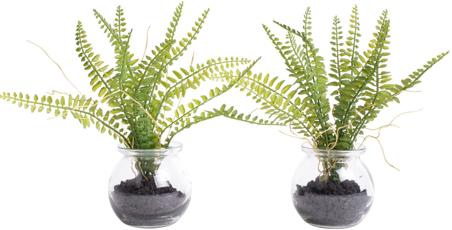 im Künstliche | Glas« Zimmerpflanze online Botanic-Haus bestellen Jelmoli-Versand »Farn