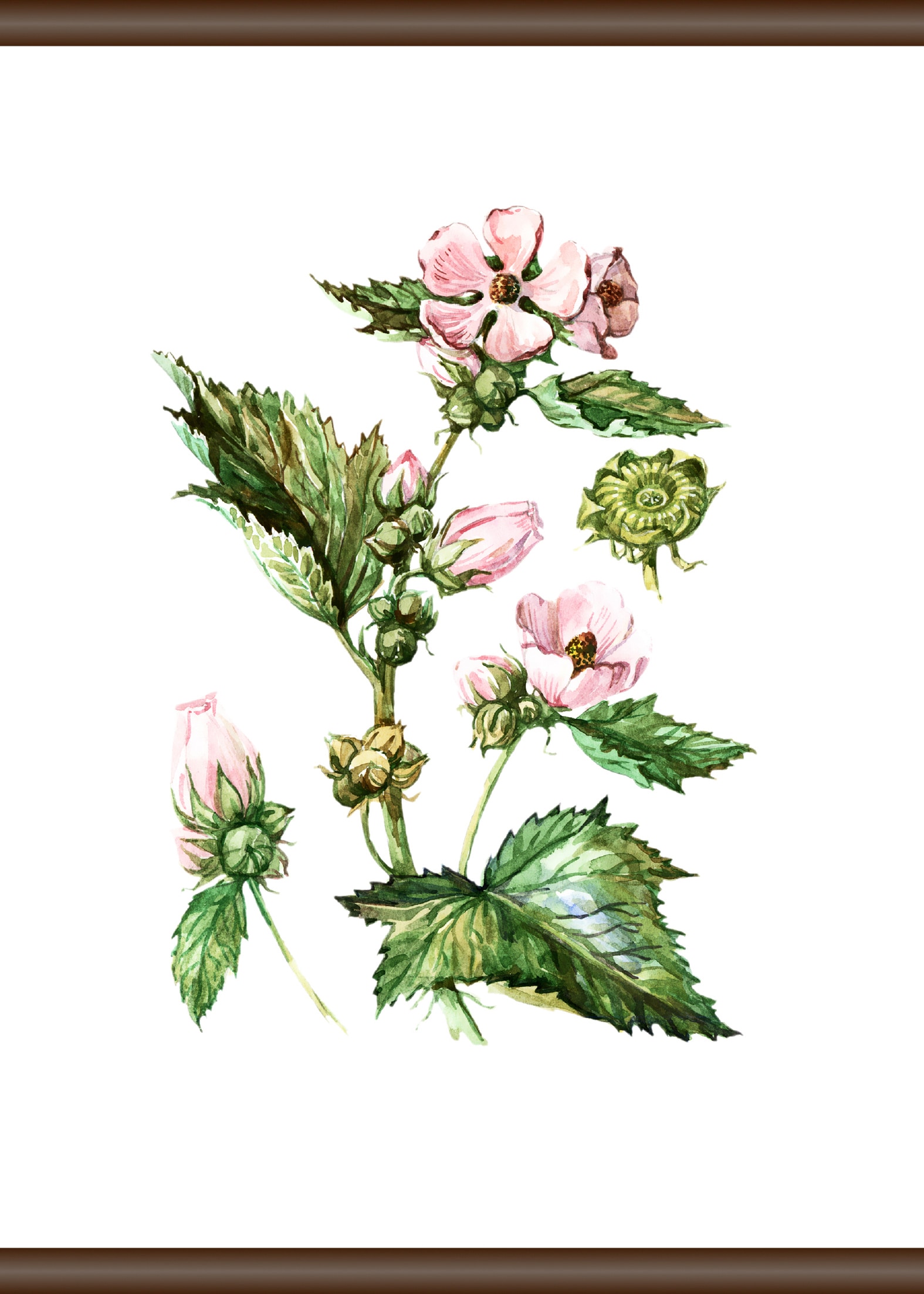 kaufen »Pflanzen queence Jelmoli-Versand cm Leinwandbild Anatomie«, | 50x70 online