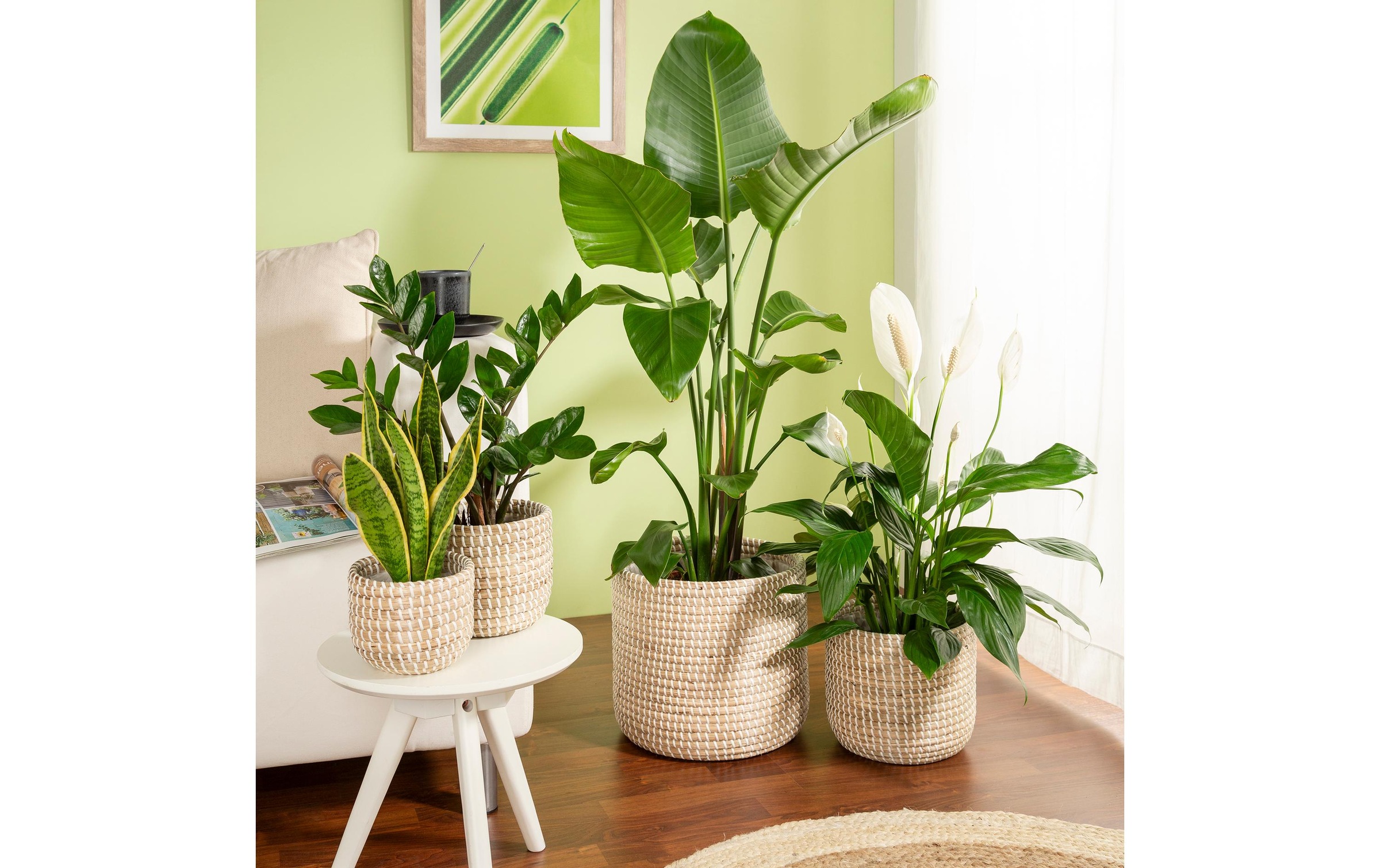 Scheurich Blumentopf »mit Folie«