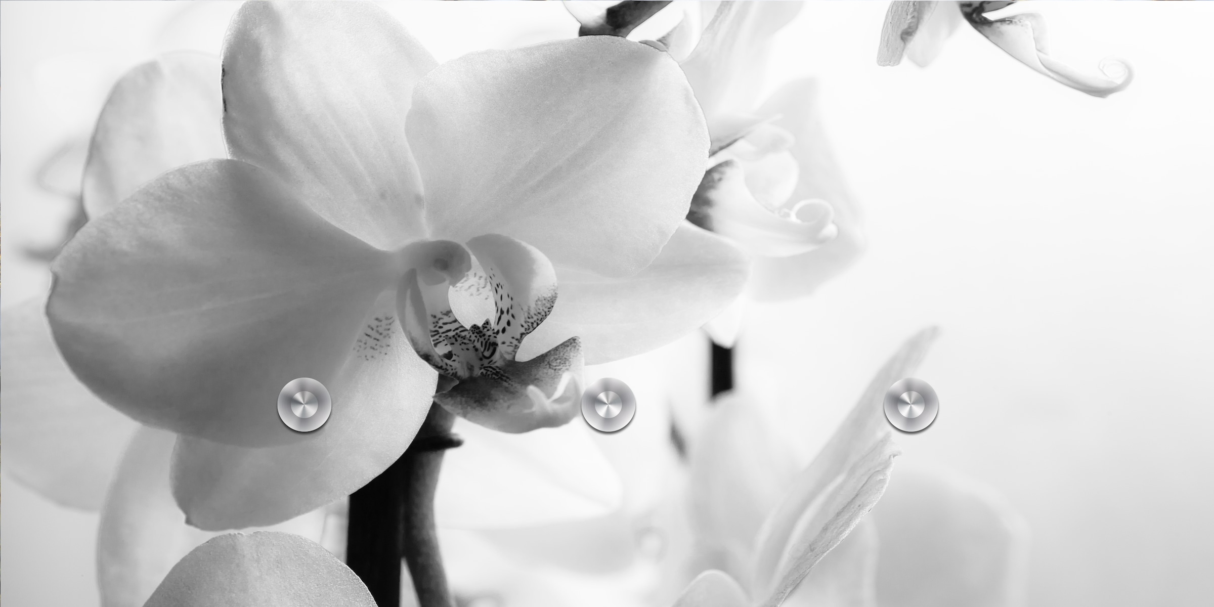 queence Garderobenleiste »Flower«, (1 St.), inkl. 3 Edelstahlhaken und Aufhängung