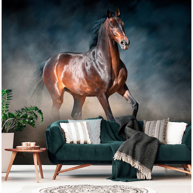 Consalnet Vliestapete »Galoppierendes Pferd«, Motiv online kaufen |  Jelmoli-Versand