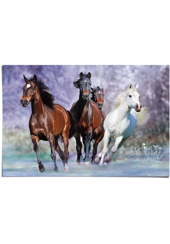 Reinders! Poster »Pferde Tier - Galopp - Pferd Schimmel - Pferd Braun«, (1 St.) kaufen