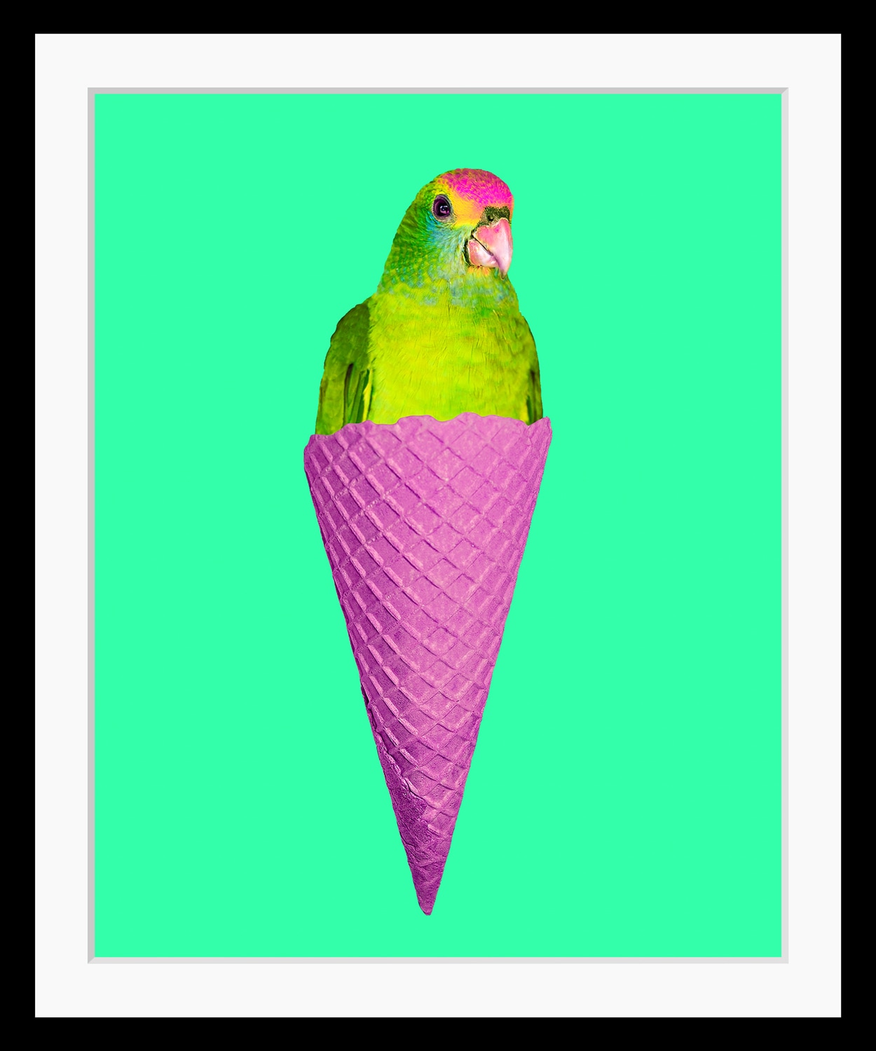 queence Bild "Merle" Eis  Foto  Kunst  Papageien  Süssigkeiten  Süssspeisen  Vogelbilder  Vögel HD Premium Poster-Druck inkl. Holzrahmen
