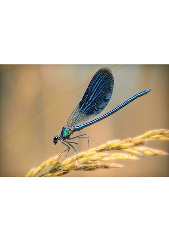 Papermoon Fototapete »Libelle«, Vliestapete, hochwertiger Digitaldruck, inklusive... kaufen
