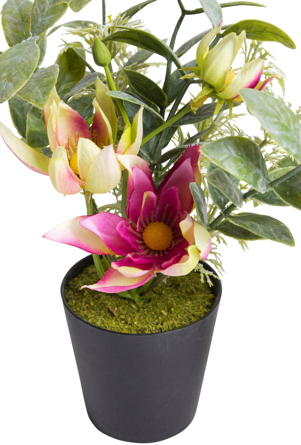 im Künstliche acheter Botanic-Haus Kunststofftopf« schwarzen Zimmerpflanze »Christrosen-Arrangement